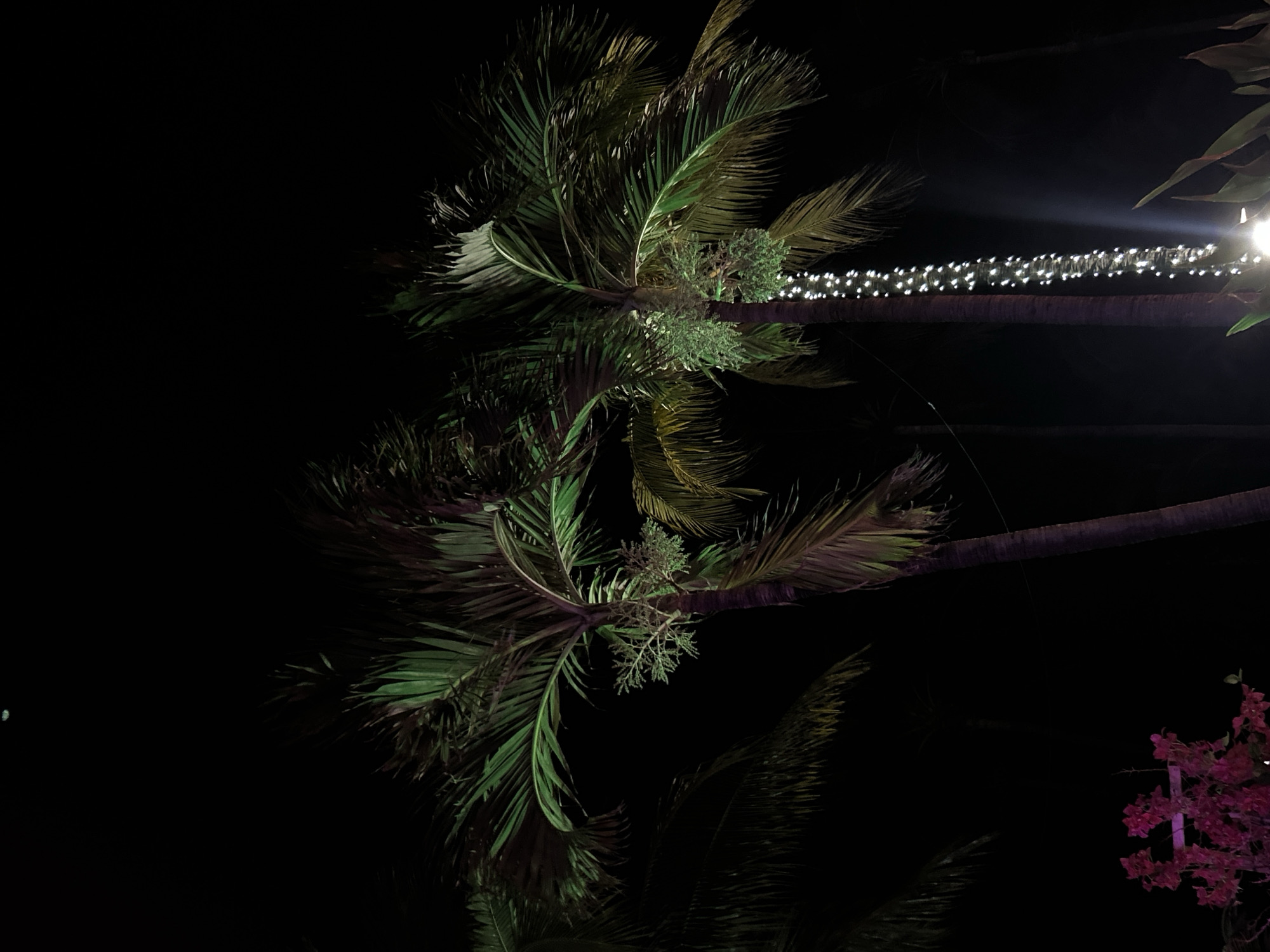 The image captures a nighttime outdoor scene, likely in Miami Beach, United States of America, based on the provided context. The dominant subjects are several palm trees, with their fronds filling much of the frame. The fronds display various shades of green and yellowish-green, illuminated by artificial light sources from below and behind, creating a dramatic and somewhat silhouetted effect against the dark sky.
One prominent detail is a thick palm trunk running horizontally across the upper-middle portion of the image, wrapped with numerous white string lights, resembling fairy lights. These lights cast a soft glow on the trunk and nearby foliage, suggesting a decorative or festive setting. Another brighter light source is visible on the far right, possibly a spotlight or another fixture.
Nestled among the palm fronds, particularly in the central area, are clusters of lighter green, finely textured foliage. In the bottom right corner, a vibrant cluster of bright pink or purple flowers, possibly bougainvillea, adds a splash of color to the otherwise dark and green palette. The overall setting evokes a warm, tropical evening ambiance, with no specific activity or people visible. There is no visible text in the image.