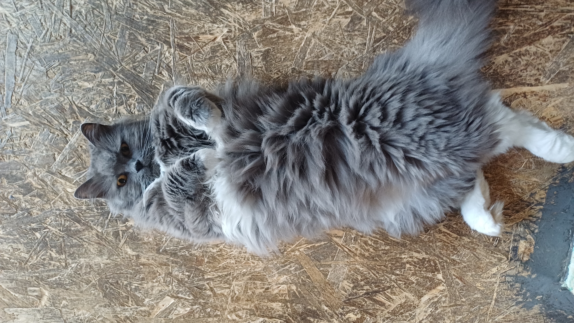 A long-haired grey and white cat lies on its back, paws tucked towards its chest, on a textured wooden surface. The cat's eyes are open and amber-colored, and it is looking directly at the camera. The wooden surface has a rough, patterned texture, with visible wood grain and chips. This image was taken in Timokhovo, Russia.