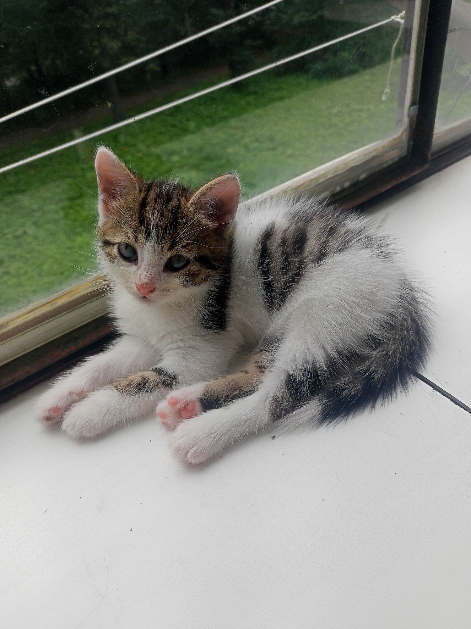 A young tabby and white kitten with blue eyes is lying on a white windowsill. The kitten is curled up with its front paws extended. Behind the kitten, a window with a view of green grass and trees is visible. The windowsill appears to be made of white composite material, and there is a dark line running horizontally across it, indicating a seam or edge. The window frame is dark brown. The kitten's fur is fluffy and a mix of white, grey, and black tabby stripes. Its pink toe beans are visible on its front paws. The scene is indoors, looking out through a window. The location is described as the city of Miass, Russia, though no specific landmarks are visible to confirm this.