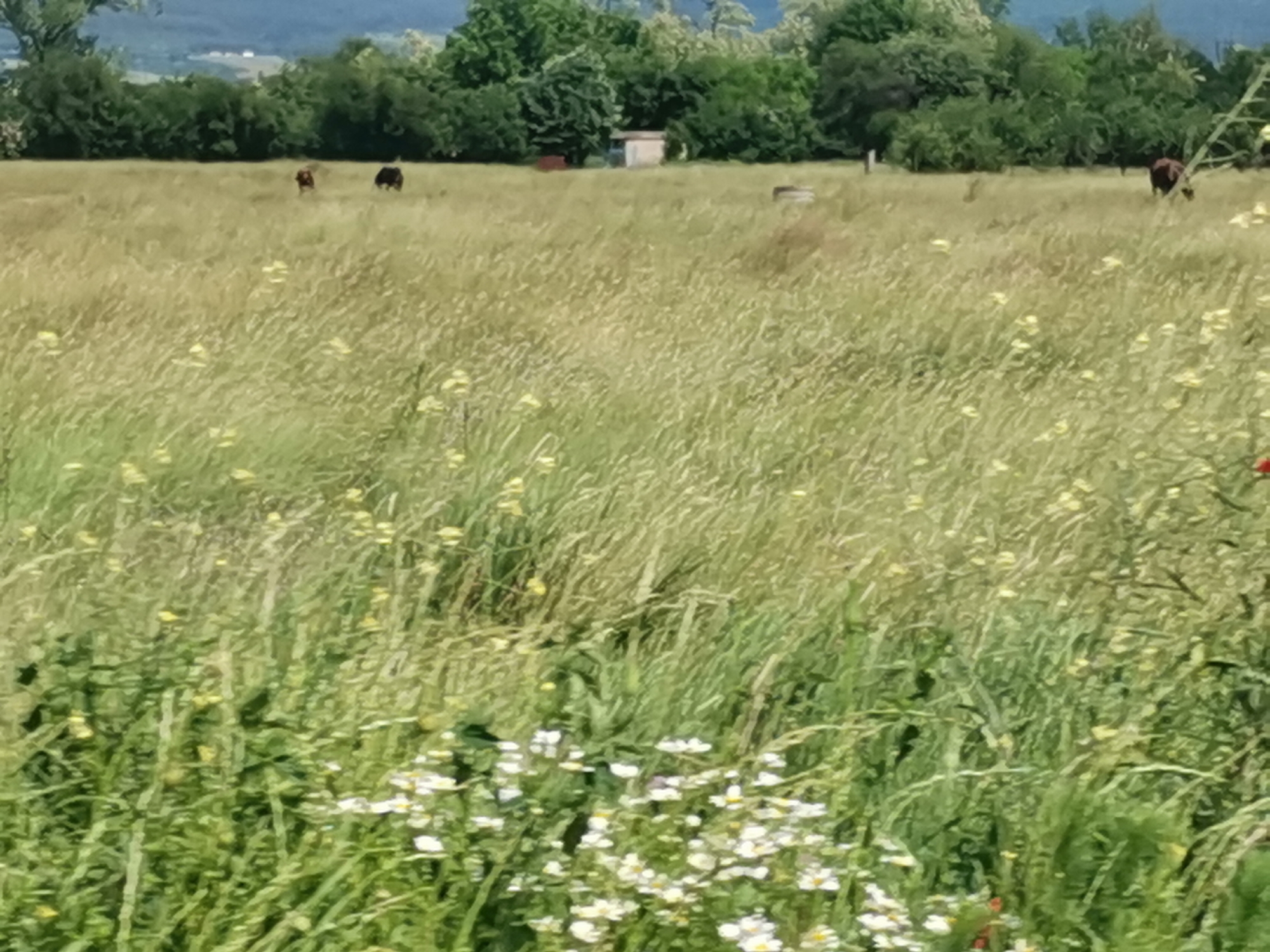 The image captures a sunlit, rural landscape in Zhivkovo, Bulgaria, characterized by an expansive field of tall grass and wildflowers under a clear sky. The foreground is filled with vibrant green and golden-yellow grasses, interspersed with numerous white wildflowers, possibly daisies, and scattered yellow blooms. Hints of red flowers are also visible in the lower right quadrant.
In the mid-ground, several cows are seen grazing. Two dark brown or black cows are positioned towards the left-center of the field, while another dark brown cow appears in the right mid-ground. A small, light-colored, box-like building, possibly a shed or utility structure, is visible near the tree line in the central background. To its right, a dark, cylindrical object, likely a water trough or feeder, sits in the field.
The background features a dense line of lush green trees, beyond which faint outlines of distant hills or mountains can be seen. The bright, natural lighting suggests it is daytime, likely a sunny late morning or afternoon. The scene conveys a peaceful and natural pastoral setting. No visible text is present in the image.