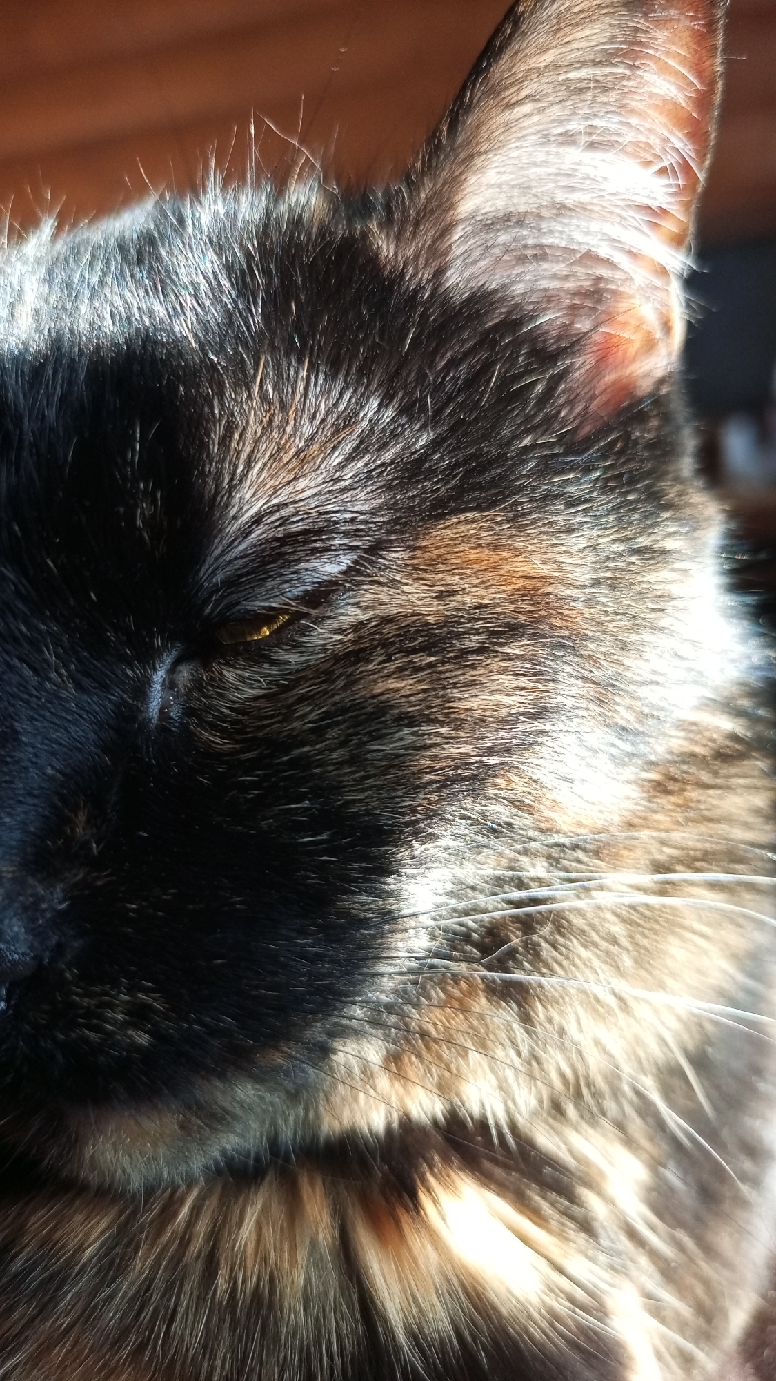 The image shows a close-up of a tortoiseshell cat's face. The cat's fur is a mix of black and orange hues. The cat's eye is partially visible, and the ear is visible on the right. The image is brightly lit, creating highlights on the cat's fur. The location of the image is unknown as it is not possible to determine the location of Юдино, Russia from the photo alone.