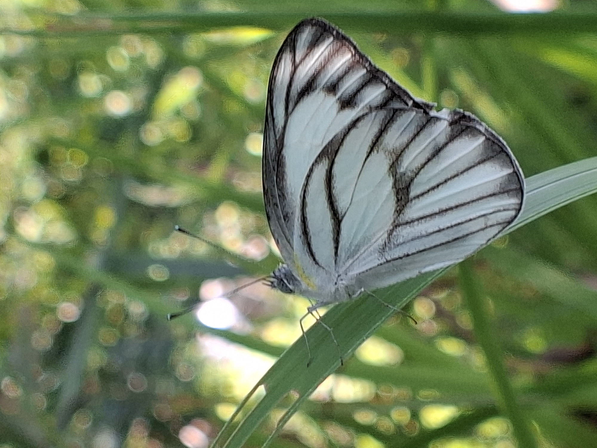 A Striped Albatross butterfly (Appias libythea) rests on a blade of green grass. The butterfly’s wings are mostly closed, revealing a pattern of white and black stripes. Its body is pale yellow. The background consists of a blurred green and yellow bokeh effect, likely foliage. The location is unspecified within Lhokseumawe, Indonesia. No people are visible.