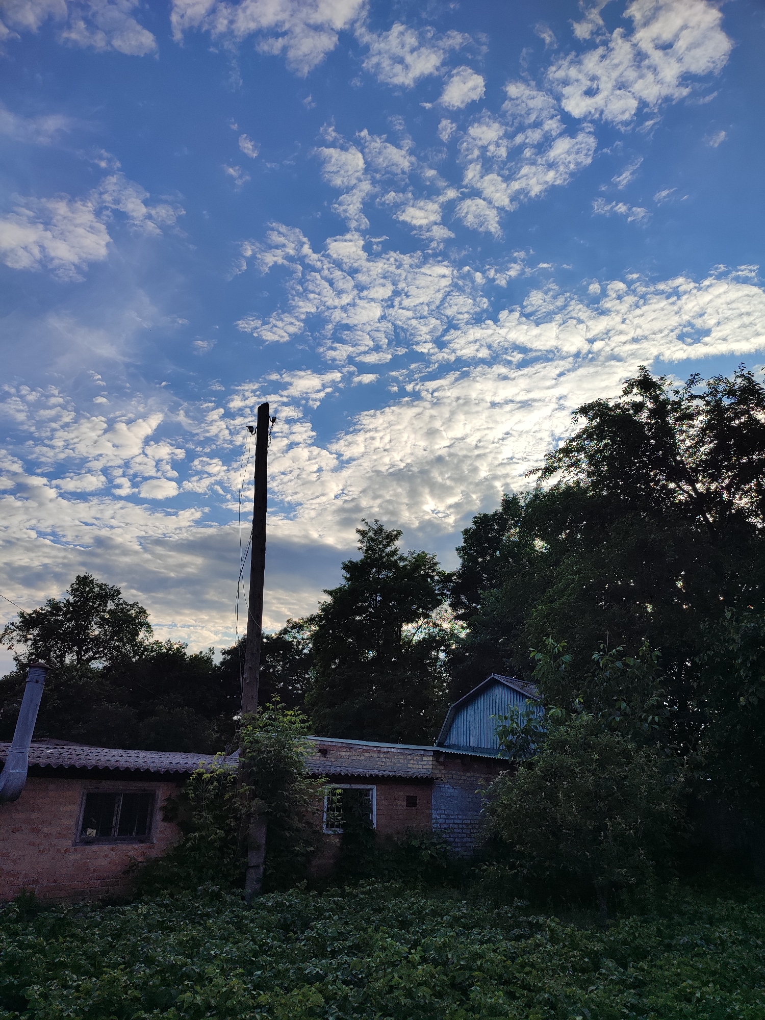 This is a vertical, eye-level, full shot taken in Shyshaky, Ukraine. In the foreground, a dense green bush is visible. Behind the bush, a low-rise, brick building with a dark gray corrugated roof is seen. A metal chimney extends from the left side of the roof. To the right of the building, a blue, peaked roof structure emerges from behind foliage. A tall, weathered wooden utility pole stands in front of the building, with wires attached. Behind the building and pole, a thick canopy of dark green trees forms a dense backdrop. The sky above is a vibrant blue, populated with scattered, white, puffy clouds. The sun is partially obscured by the clouds, casting a bright glow in the upper right portion of the frame.