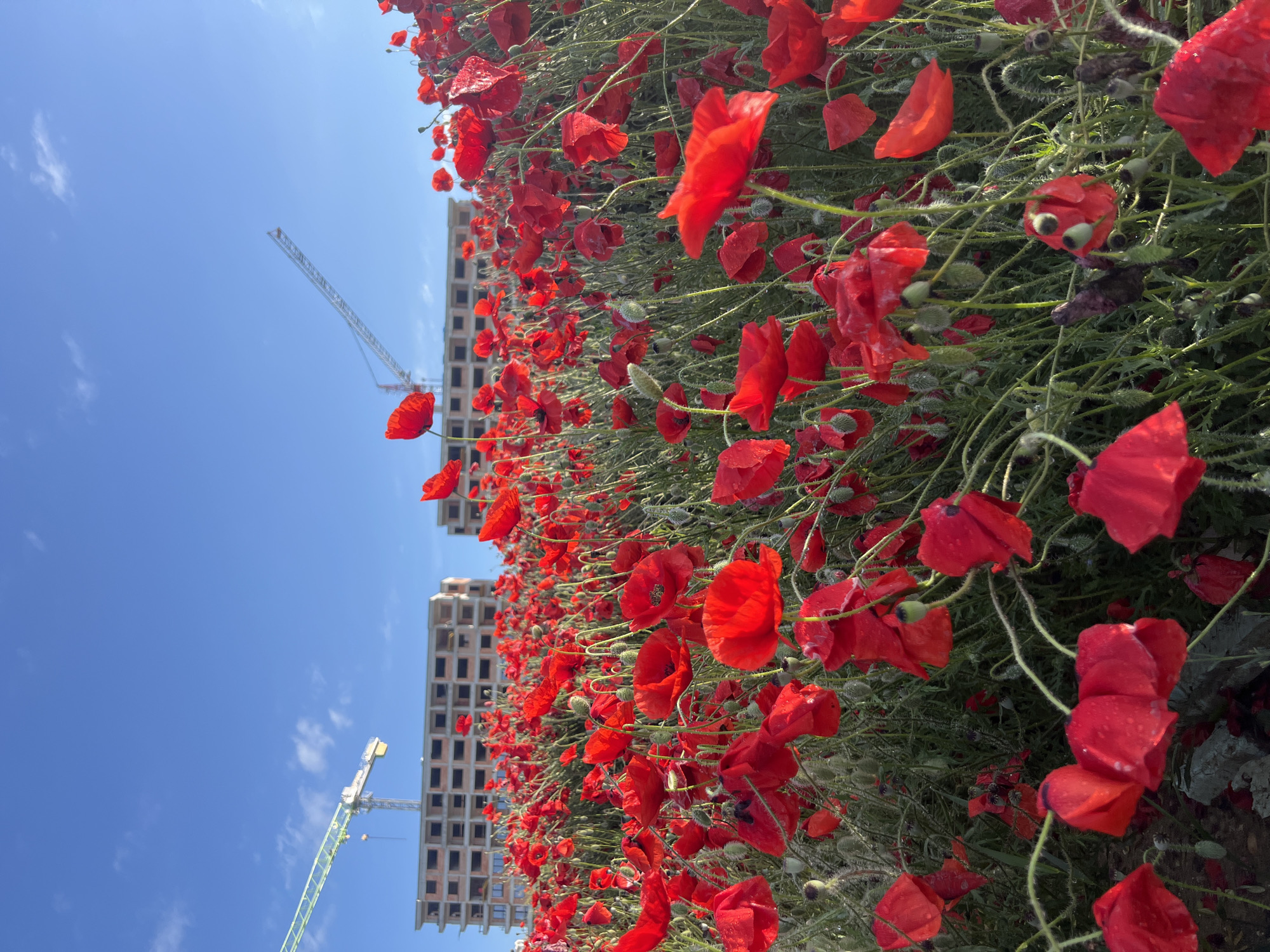 A vivid outdoor photograph captures a striking juxtaposition of nature and urban development, taken with a vertical orientation (likely shot with a phone held vertically and rotated for viewing). The foreground is dominated by a dense field of vibrant red common poppies (Papaver rhoeas), many of which are in full bloom, showcasing their delicate petals. Numerous green poppy buds and some spent flowers are also visible, intertwined within lush green foliage. Small water droplets cling to the petals and leaves, suggesting recent rain or morning dew.
In the mid-ground and background, partially obscured by the field of poppies, stand two multi-story concrete buildings under construction. These structures appear unfinished, with their frameworks exposed. Two tall construction cranes, one partially visible on the left and another more prominent near the center, extend into the clear blue sky, further emphasizing the ongoing development. The sky is bright and largely cloudless, save for a few faint white streaks, indicating a sunny day. The overall scene presents a compelling contrast between the organic beauty of the poppy field and the stark, angular forms of the nascent urban environment. No specific human activity or visible text is present.