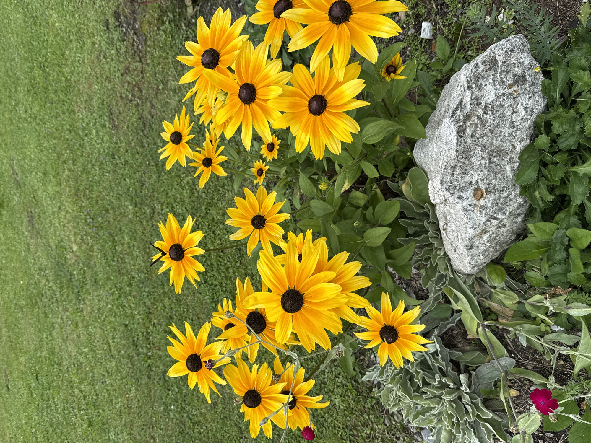 In Böckstein, Austria, a cluster of vibrant yellow black-eyed susans dominates the foreground, their dark centers contrasting with their bright petals. A small butterfly with black wings rests on one of the flowers. The flowers are interspersed with lush green foliage, and a large, grey, rough-textured rock lies to the right of the frame, partially nestled among the plants. In the lower left corner, a single small red flower adds a touch of contrasting color. The background is a blur of green grass, suggesting an outdoor setting, possibly a garden or park. The lighting appears to be natural, with soft shadows indicating an overcast or diffused light source.