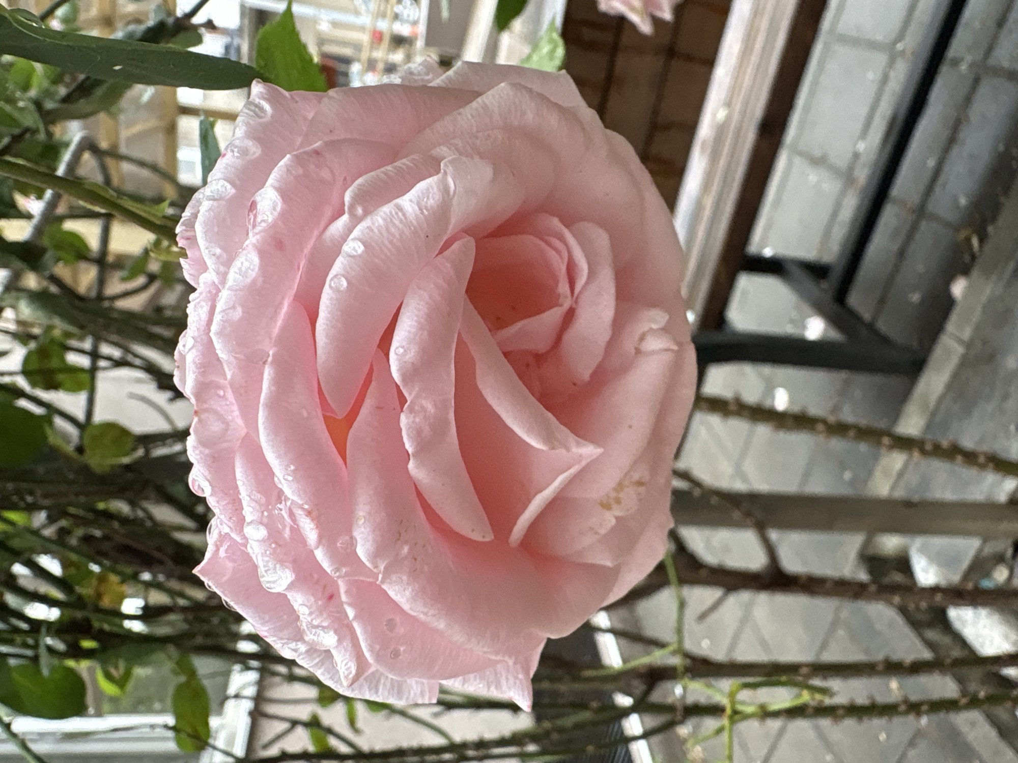 Close-up of a pink rose in full bloom, with water droplets on its petals. The background includes green foliage and a structure with gray panels. The location is possibly Plovdiv, Bulgaria, but no specific details confirm this.