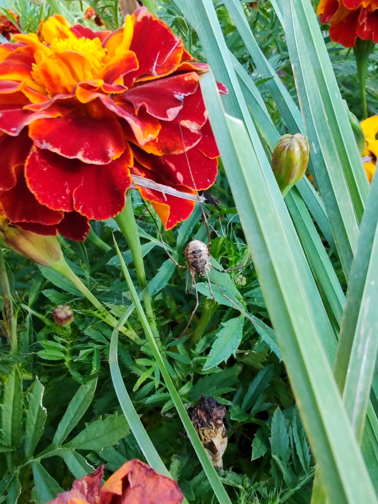 The image shows a close-up view of a garden in Чухлэм, Russia. In the foreground, a large red and orange marigold flower is partially visible on the left. To the right of the flower, a harvestman, also known as a daddy longlegs, is perched on green foliage. The harvestman has a small, segmented body and extremely long, thin legs. Behind the marigold and harvestman, more green leaves and a few small, green flower buds are visible. The overall scene suggests a natural, outdoor environment in a garden setting.