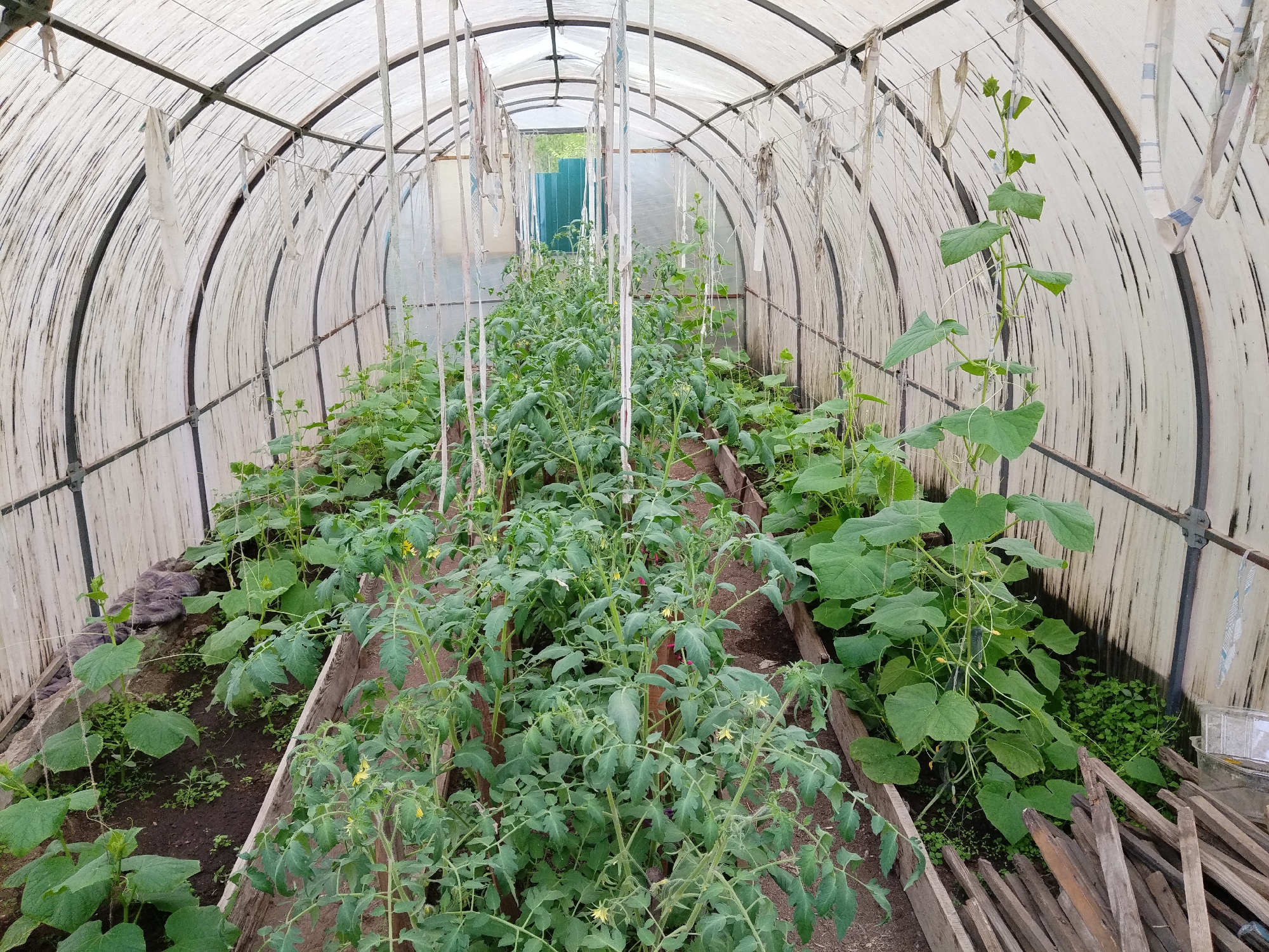 This is an interior view of a greenhouse in Chita, Russia. The structure has a white, translucent polyethylene covering supported by a metal frame. The greenhouse is filled with rows of plants, primarily tomatoes and cucumbers. The tomato plants are tall and have green leaves and small yellow flowers. The cucumber plants are lower to the ground and have large, green leaves. Some of the plants are supported by strings attached to the greenhouse frame. Wooden planks are stacked to the right of the greenhouse. There are no people visible in the image.