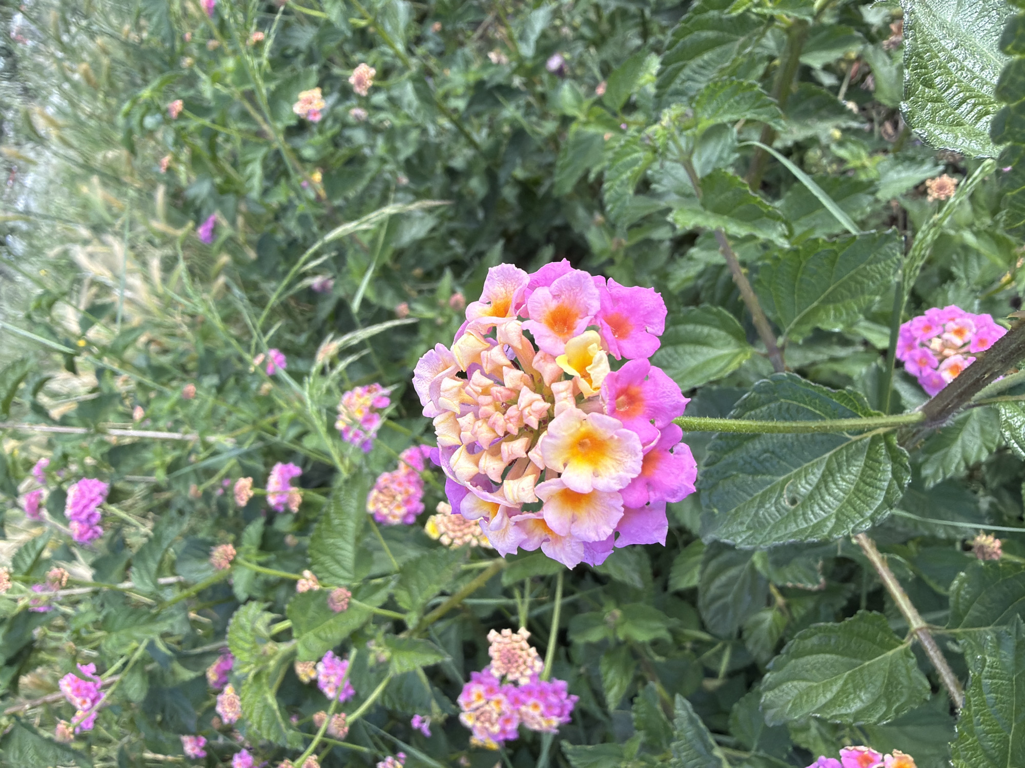 This outdoor scene captures a patch of Lantana plants in Mont-roig del Camp, Spain. The focus is on a cluster of lantana flowers exhibiting a color gradient from yellow at the center, transitioning to pink at the periphery. Numerous similar, albeit smaller, clusters are interspersed throughout the surrounding foliage, primarily composed of green leaves and thin stems. The overall setting suggests a natural, possibly cultivated, plant bed.