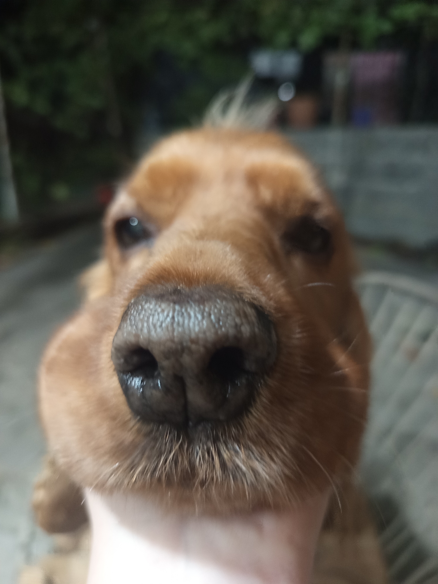 A close-up, shallow depth of field shot focuses on the nose and snout of a light brown dog. The dog's fur is visible, as is a portion of a human hand holding the dog's snout. The background is blurred, showing hints of greenery and what appears to be an outdoor setting. The image does not contain any elements that would indicate its location in Khashuri, Georgia.