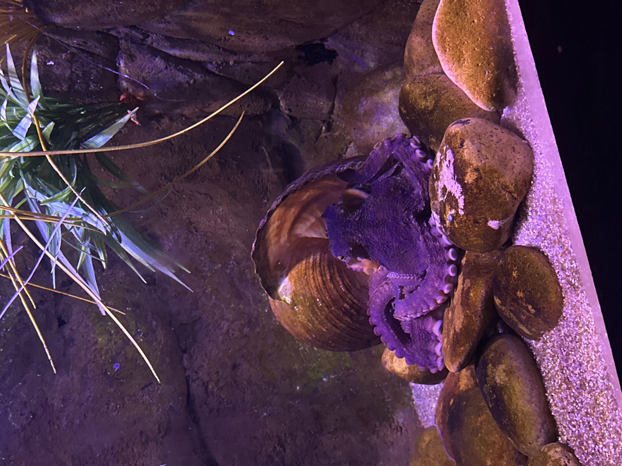 An octopus is situated in a shallow tank with a rocky bottom and a large, spiraled shell to its right. The octopus, a deep purple color, is partially coiled around the shell, with its tentacles visible. Several smooth, brown rocks are scattered around the tank, and a small patch of fine gravel is visible in the foreground. Aquatic plants, with long, thin green leaves, hang from the upper right corner of the tank. The lighting is dim, with a purple hue cast over the scene. This image was taken at the SEA LIFE Busan Aquarium, located in Haeundae-gu, Busan, South Korea.