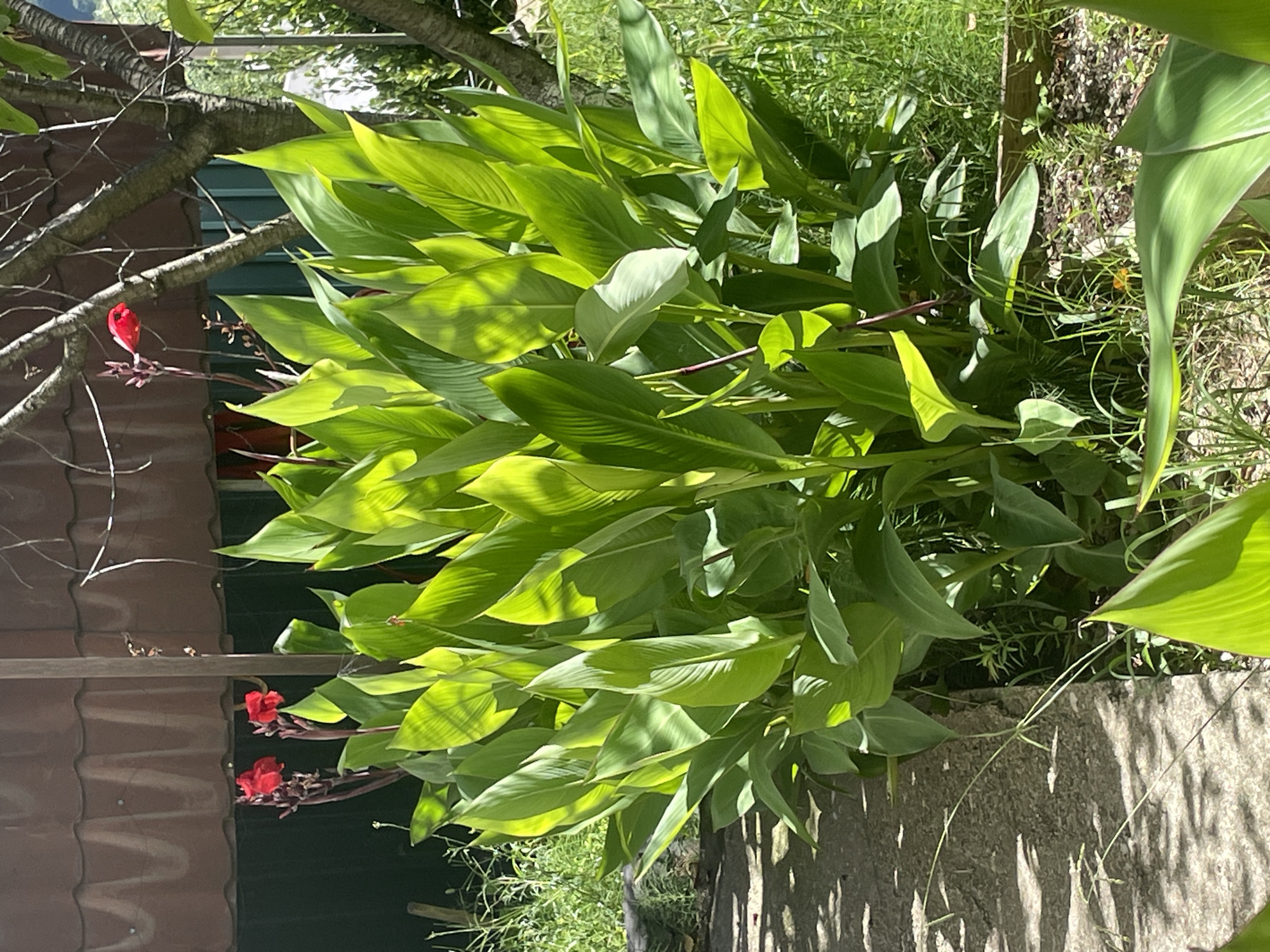 A tall, bushy plant with large, bright green leaves and a few red flowers is in the foreground of the image, bathed in sunlight. The plant is situated outdoors, with a stone path to its left and a wooden fence and a tiled roof structure in the background. The environment appears to be a residential area in Baranovka, Russia, with grass and other greenery surrounding the plant. The lighting suggests it is daytime. There are no people or animals visible in the frame.