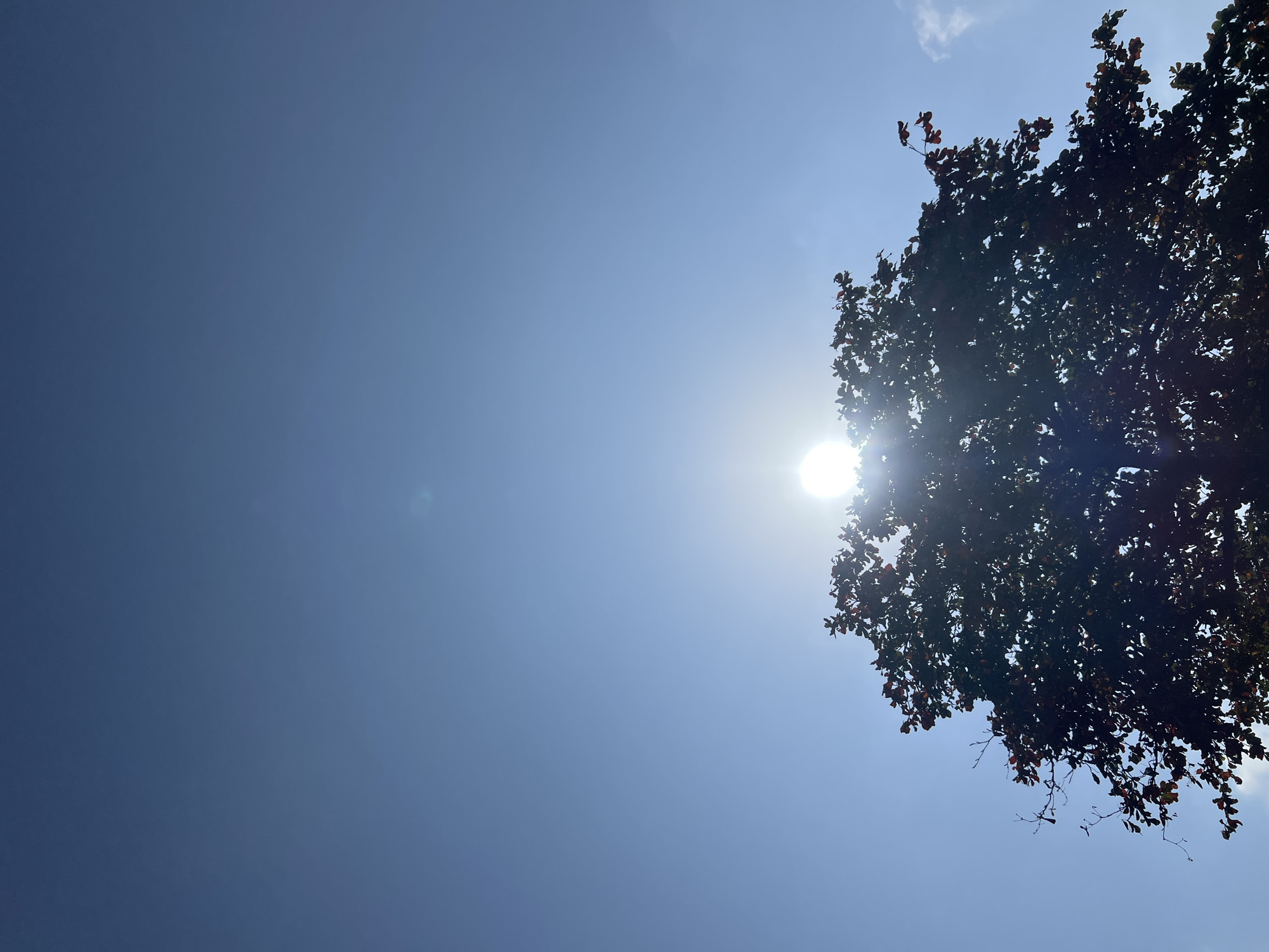 A silhouetted tree fills the bottom portion of the frame, its dark branches and leaves stark against a bright, clear blue sky. The sun is visible, partially obscured by the tree's canopy, creating a lens flare effect that radiates outwards. The sky is a gradient of lighter blue towards the top of the frame and darker blue towards the horizon, where the tree is situated. There are a few wispy clouds visible on the right side of the image. The image appears to be taken from a low angle, looking upwards. The scene is set outdoors, possibly in a park or garden, in Denpasar, Indonesia, given the bright sunlight and clear sky which are characteristic of the region. There are no people or animals visible in the frame.