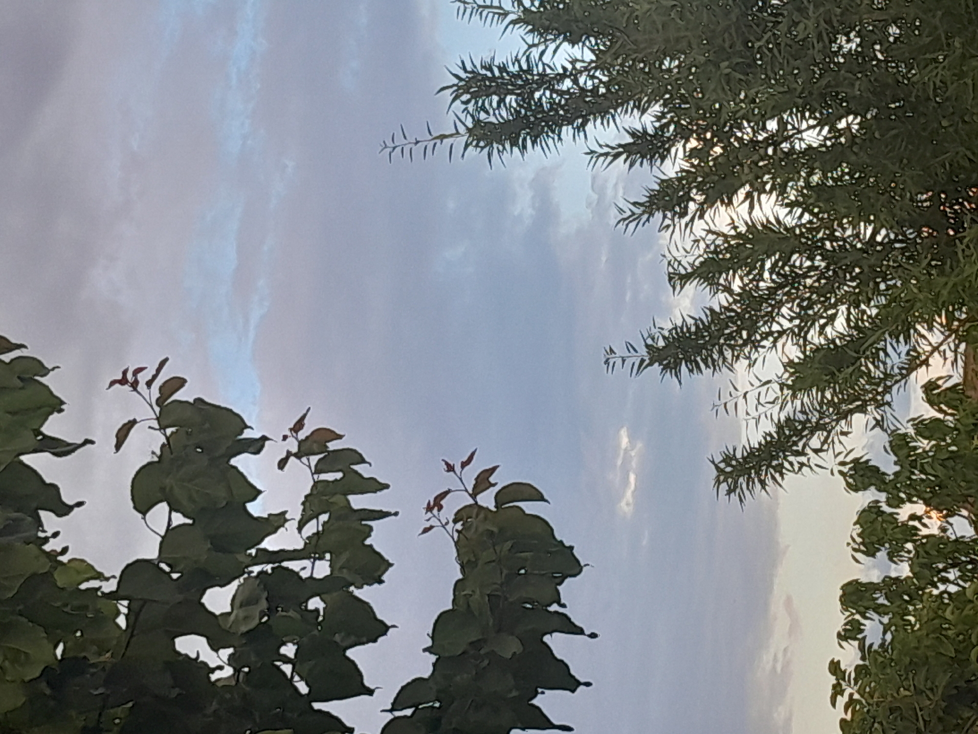 The image shows a view of a cloudy sky with the tops of trees silhouetted against it. In the foreground, on the left side, are the dark green leaves and branches of a deciduous tree. On the right side, the spiky, needle-like leaves of another type of tree are visible. The sky is a mix of light gray and pale blue, with some wispy white clouds. The lighting suggests it is either early morning or late evening. The location is unknown, as are any people or specific actions.