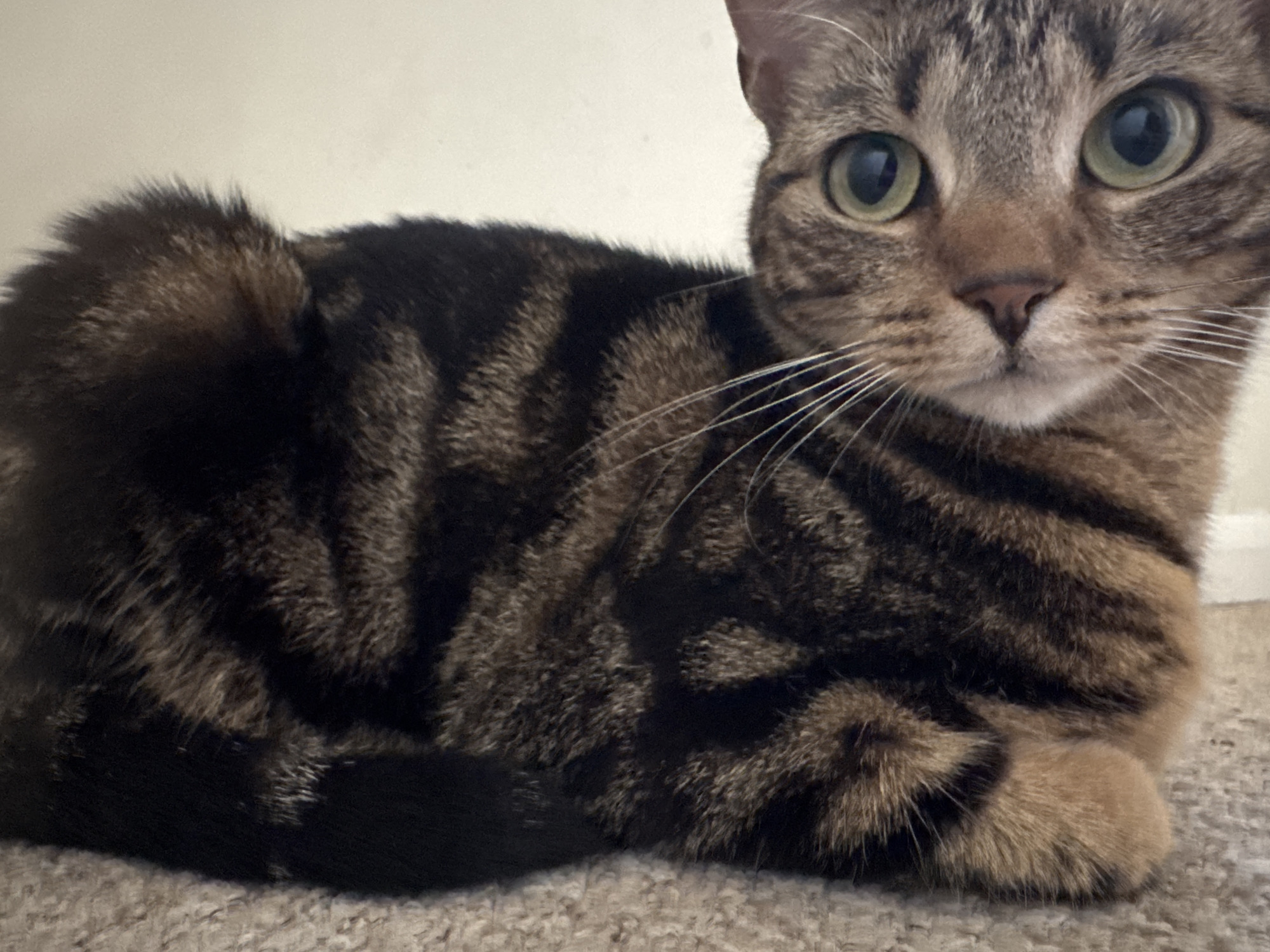 A brown tabby cat with green eyes is lying on a tan carpet against a white wall. The cat's body is positioned diagonally from the lower left to the upper right of the image. The cat is a domestic cat. The location is unknown.