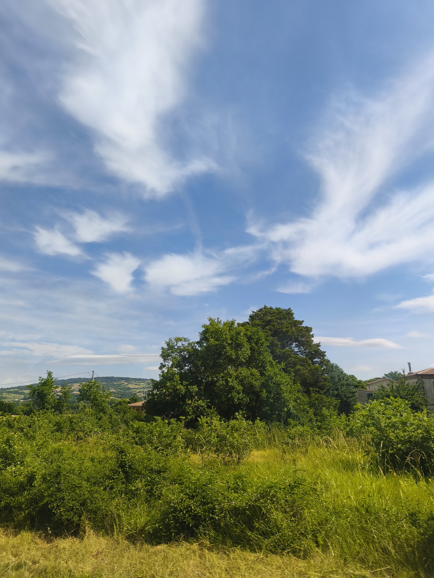 This image depicts a landscape scene in San Polo Matese, Italy, under a bright blue sky with wispy white clouds. The foreground is filled with lush green vegetation, including bushes and tall grasses, with a patch of yellowed grass to the left. Behind the dense greenery, several trees stand tall, their leaves a vibrant green. Further in the background, rolling hills covered in vegetation and scattered buildings are visible, some with terracotta roofs. The overall impression is of a sunny day in a rural, Italian setting. There are no people or actions visible in the image.