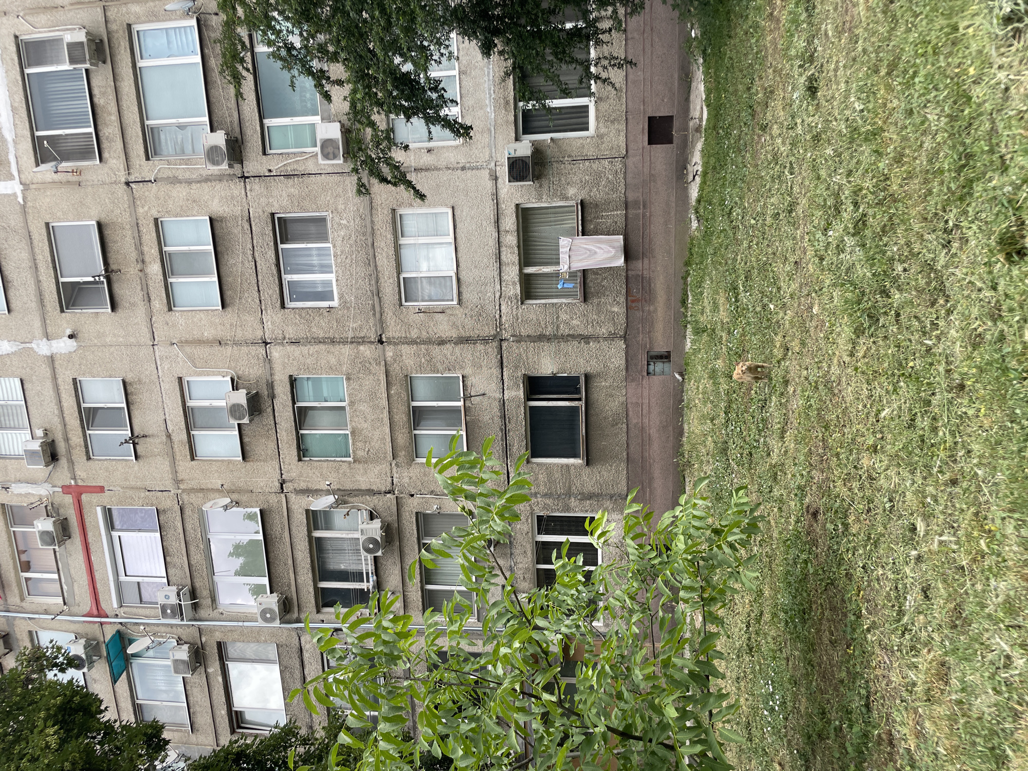 The image depicts a weathered, multi-story apartment building with numerous windows and air conditioning units on its facade. A tree with vibrant green leaves partially obstructs the view of the building on the left side of the frame, and another tree is visible on the right. In front of the building is a patch of overgrown grass with some scattered white wildflowers. A small, light brown cat is walking in the grass in the lower-middle section of the image. The building appears to be in a state of disrepair, with visible cracks and a generally worn appearance. A piece of striped fabric, possibly a towel or blanket, is hanging from a clothesline outside one of the windows on the lower floors. The sky is not visible in the frame.