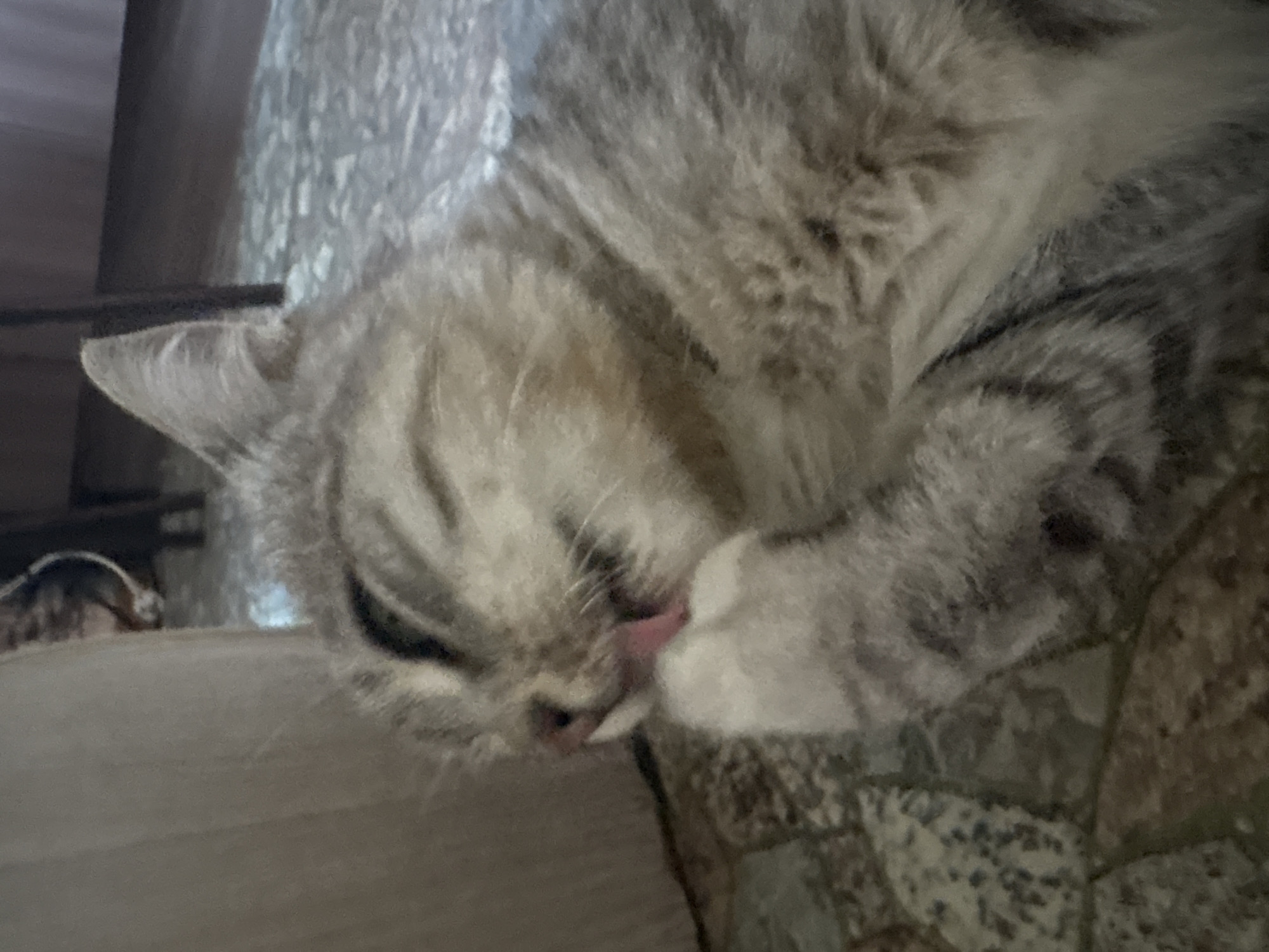 A grey tabby kitten is captured in a close-up shot while grooming its paw. The kitten is lying on a patterned floor, likely indoors. Its eyes are closed, suggesting a relaxed state as it meticulously cleans itself. The background is blurred, with hints of furniture and a soft, beige curtain. The scene is set in an indoor environment within the city of Vetluzhsky, Russia, though no specific landmarks of the city are visible.