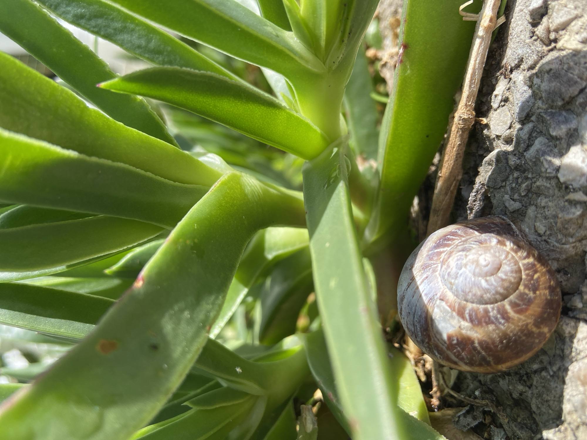 A close-up, low-angle outdoor photograph taken in Budva, Montenegro, depicts a terrestrial snail shell resting on a rough, stony ground surface. The snail shell, approximately 2-3 centimeters in diameter, is brown with lighter spiral striations and is partially illuminated by direct sunlight. The ground consists of gray and brown small rocks and soil, with a thin, dry stick positioned to the right of the shell. Above and behind the snail shell, a green succulent plant, likely an Echeveria species, occupies the upper portion of the frame. Its fleshy, elongated leaves are vibrant green, some displaying reddish-brown spots or subtle pinkish tips. A small white insect, approximately 1-2 millimeters in size, is visible on a lower leaf or stem of the succulent. The scene is brightly lit by natural sunlight, casting distinct shadows and highlights across the plant and shell. No animate subjects beyond the insect and static snail shell are present.