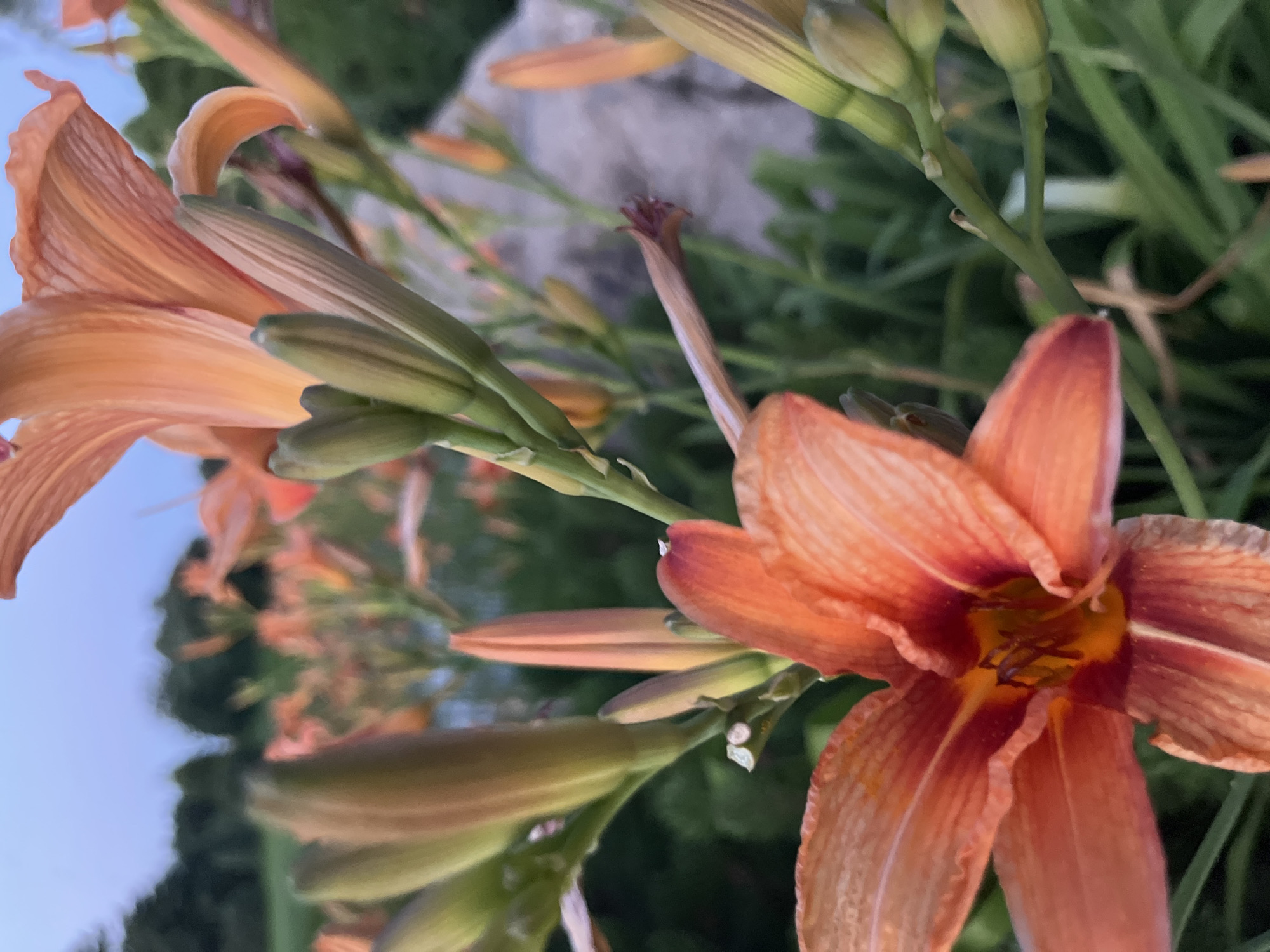 The image is a close-up, shallow depth-of-field shot of orange daylilies blooming in an outdoor setting. The foreground features a prominent, partially open daylily with vibrant orange petals and a darker orange-red center. Several buds and partially opened flowers are visible behind it, also in shades of orange. Green foliage and stems fill the midground and background, with a blurred, light-colored stone or rock formation visible to the right. In the far background, a line of dark green trees suggests a natural or park-like environment, and the sky above is a pale, twilight blue. There are no people or animals present. The scene appears to be located in a garden or natural area, possibly within the city of Dnipro, Ukraine, given the context provided. The lighting suggests it is either early morning or late evening.