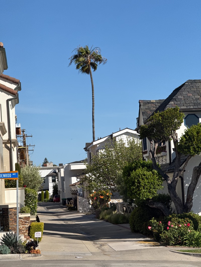 The image depicts a street scene in Newport Beach, California, United States. The view is from a low angle looking down a narrow, paved street lined with upscale residences. The architecture features a mix of styles, including Mediterranean and Tudor influences. A tall, slender palm tree rises above the houses. Street signage is visible on the left, reading "RODENROD AVE". A variety of vegetation, including bushes, flowers, and other trees, is interspersed between the buildings. The sky is clear and blue. A red vehicle is slightly visible in the distance. The scene is bathed in sunlight.