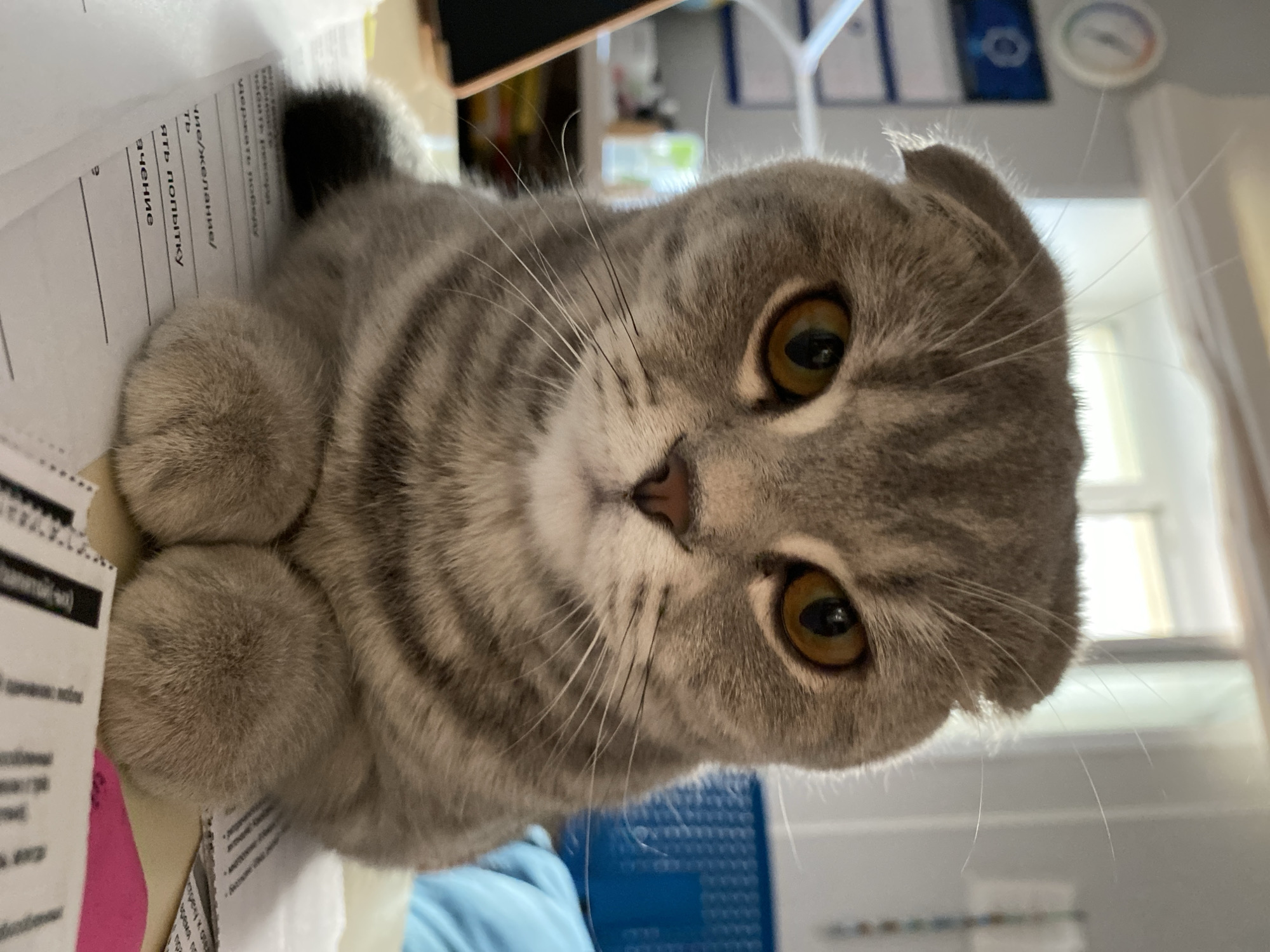 An eye-level shot captures a domestic cat, likely a Scottish Fold given its characteristic folded ears, lying on its side on a stack of papers. The cat is predominantly grey with subtle darker tabby stripes across its fur. Its large, round eyes, a striking golden-brown with black pupils, gaze directly at the viewer, conveying a sense of curiosity or calm. Prominent white and black whiskers fan out from its snout, which has a small pinkish-brown nose. Its front paws are neatly tucked under its chin, resting on the papers.
The papers underneath the cat feature visible text in Russian. Fragments of words such as "держать побе" (hold the victory), "чие/желание/" (or/desire/), "ять попытку" (try), and "ачение" (meaning/value) can be deciphered, suggesting the papers are likely documents or forms. The setting appears to be an indoor environment, possibly a home or office desk, with a blurry background showing hints of a window with natural light, a blue object (perhaps a chair or part of a piece of furniture), and what looks like a round dial or clock on a wall. The photo's perspective is rotated 90 degrees clockwise from a typical upright orientation. The cat is located in Votkinsk, Russia.
