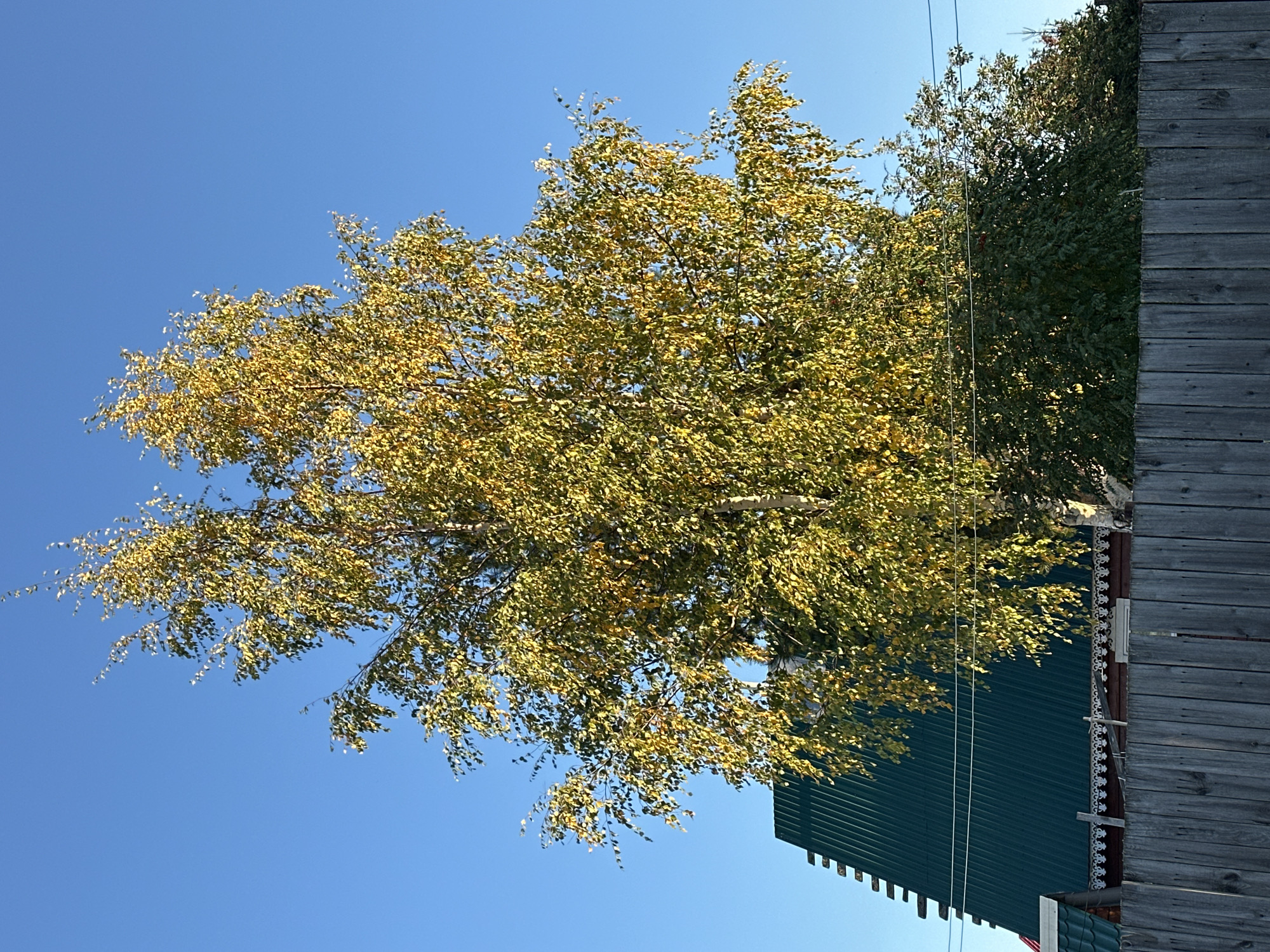 A tall birch tree with yellowing autumn leaves stands in front of a clear blue sky. The tree is positioned to the right of center in the frame. Behind the tree, a portion of a dark green corrugated metal roof of a building is visible, along with a weathered wooden fence in the foreground. The scene appears to be in a residential area, likely in Surgut, Russia, given the architectural style of the fence and the presence of deciduous trees. No people or animals are present in the image.