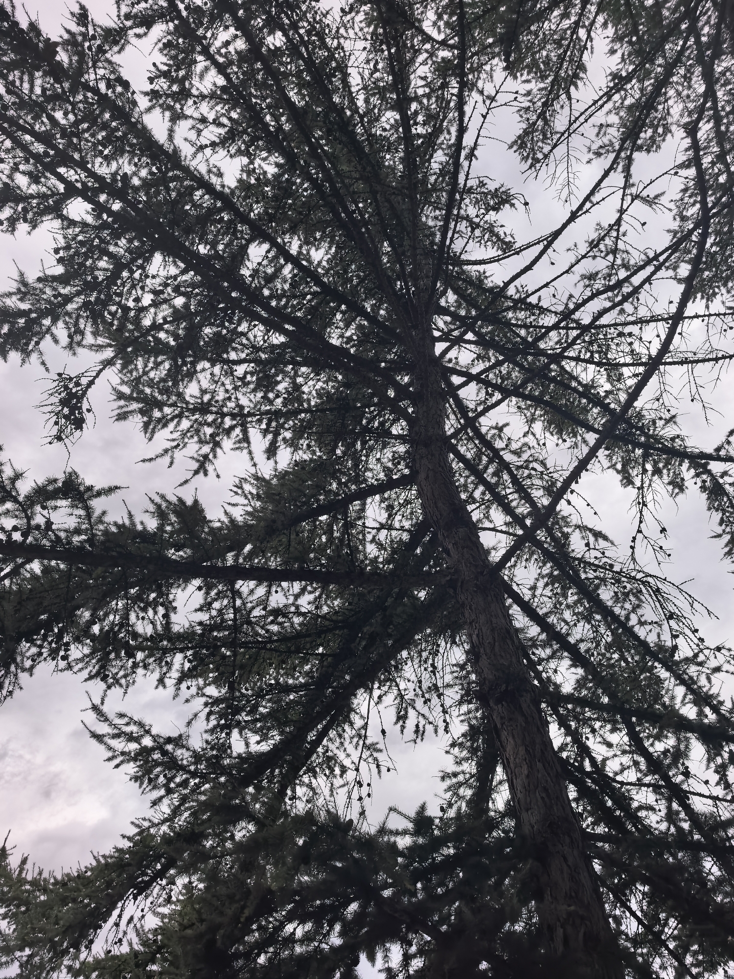 This is a low-angle, full-shot, outdoor, vertical, eye-level photograph of a tall evergreen tree against a cloudy sky. The tree trunk is thick and rough, with a dark brown, textured bark. It leans to the left from the bottom of the frame, reaching upwards and outwards. Numerous branches, covered in dark green needles, spread out to fill the frame, creating a dense canopy that obscures much of the sky. Small, dark pinecones are visible scattered among the needles. The sky is overcast with gray clouds, providing a muted, diffused light. The scene is located in Sterlitamak, Russia.