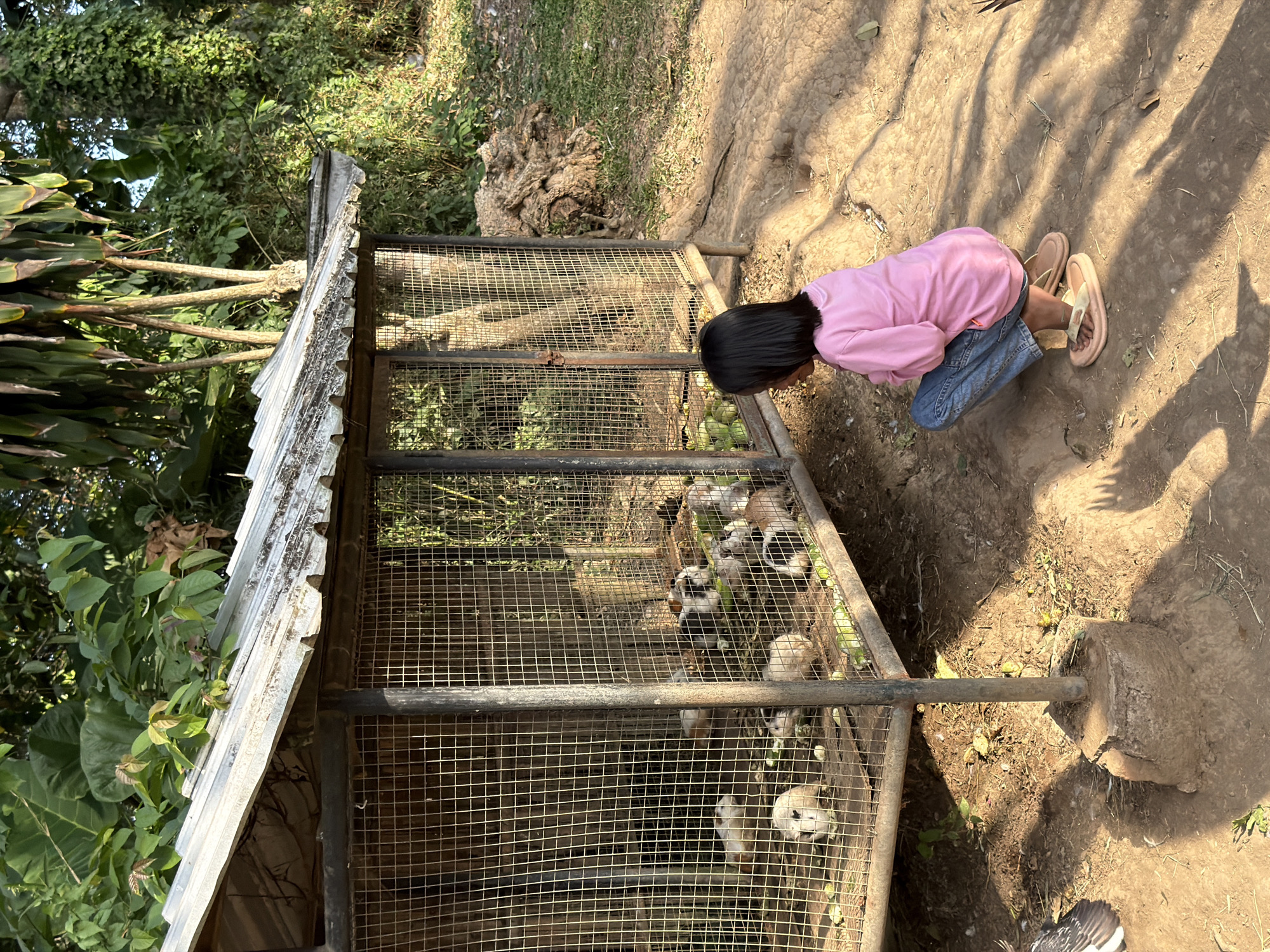 In Tempurejo, Indonesia, a young girl in a pink long-sleeved shirt and blue jeans kneels on the dirt ground, facing a wire cage. Inside the cage, a group of guinea pigs, some white and some multi-colored, are visible. The cage is constructed of metal poles and wire mesh, with a corrugated metal roof. The environment appears to be rural, with lush green foliage and trees in the background. The ground is dry and dusty, with scattered leaves and debris. The girl's posture and gaze suggest she is observing or interacting with the guinea pigs.