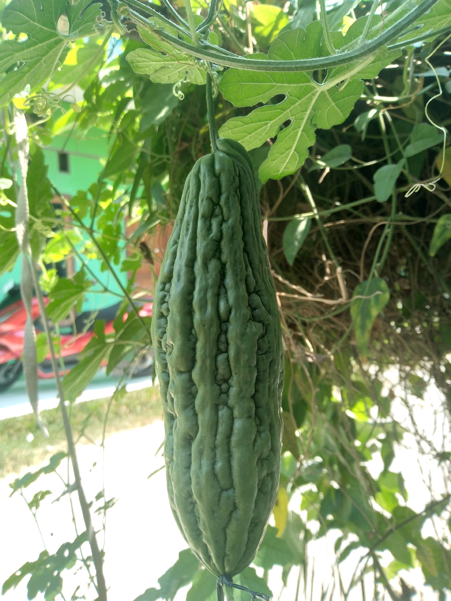 A ripe, green bitter melon hangs from a vine amidst lush foliage. The melon is elongated with distinct ridges and bumps, indicating maturity. Sunlight filters through the leaves, creating dappled patterns on the fruit and surrounding vegetation. In the background, a blur of a light green building and a red scooter suggests an urban or suburban setting. The scene appears to be in a residential area of South Tangerang, Indonesia, likely a garden or backyard, where the bitter melon is cultivated.