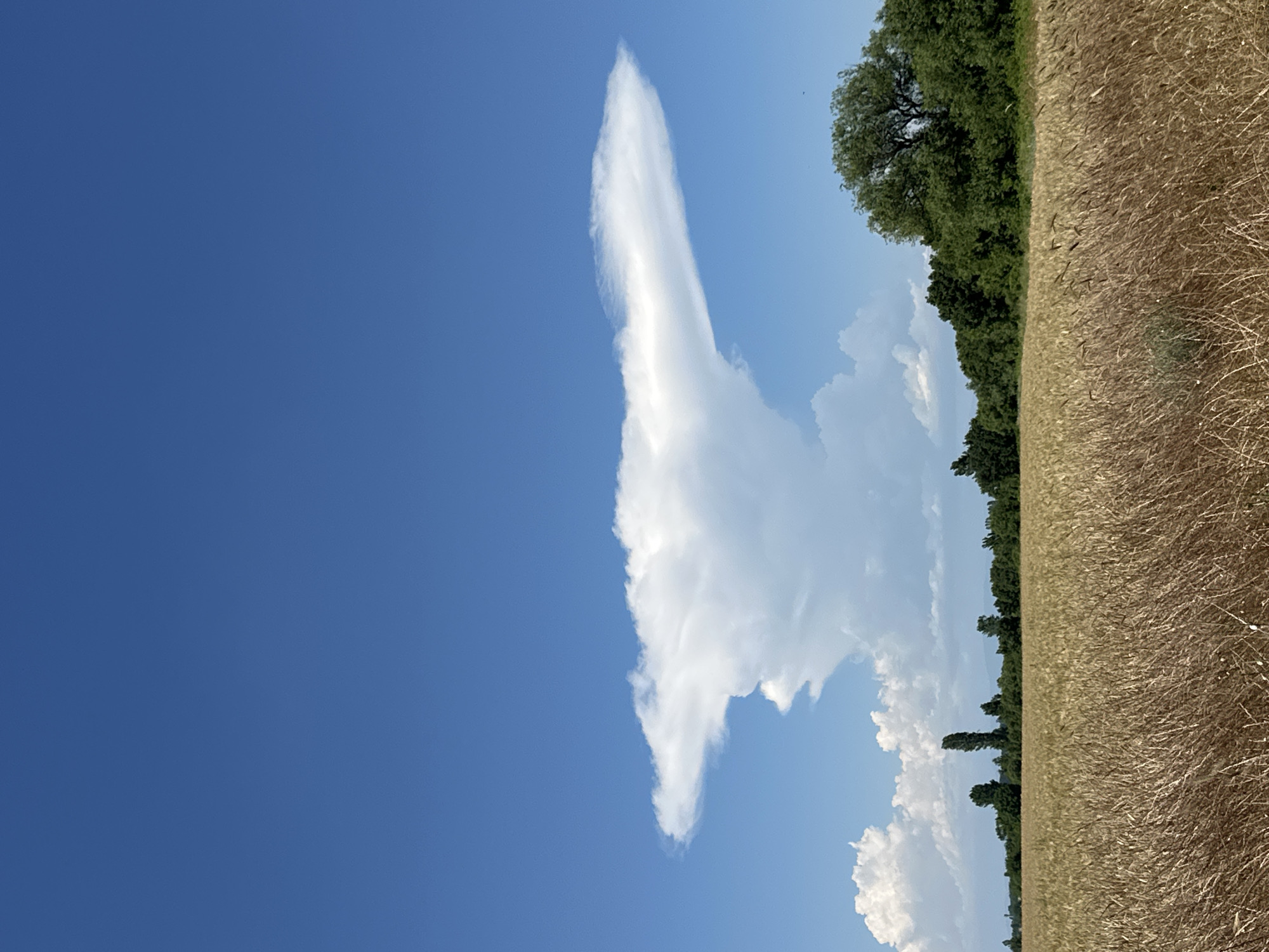 This image depicts a vast, golden field of ripe wheat under a clear, bright blue sky. The foreground is dominated by the texture of the wheat stalks, which are dry and stand tall. In the middle ground, a line of lush green trees forms a dense border, separating the field from the sky. Notably, a large, anvil-shaped cloud formation is prominent in the sky, its white mass contrasting sharply with the blue. The overall environment suggests a rural, agricultural setting in or near Muldava, Bulgaria, possibly during the harvest season. No people or specific actions are visible.