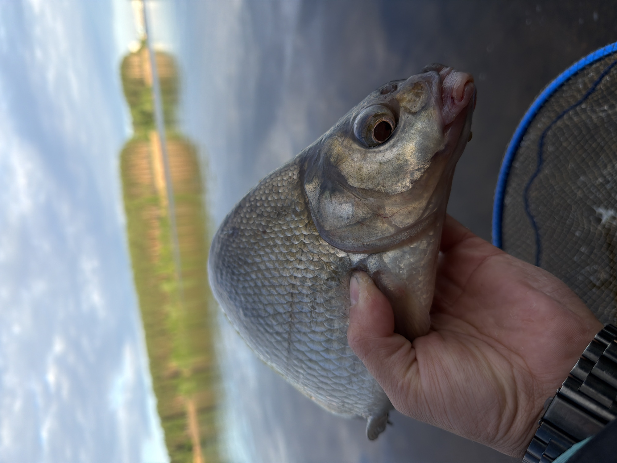 A close-up, waist-level, eye-level, outdoor shot shows a person holding a freshwater fish, possibly a bream, in their left hand. The fish, which is silvery-gray with a high, compressed body and prominent scales, is held horizontally with its head pointing to the right. The fish's eye is visible, and its mouth is slightly agape, revealing pinkish tissue. The person's hand, showing palm lines and a slight tan, is wrapped around the fish's belly. A dark-banded watch is visible on the person's wrist. Below the hand and fish, a portion of a fishing net with a blue rim is visible.
The background is blurred, suggesting the image was taken at eye level and with a shallow depth of field. It depicts a body of water, likely a lake or river, with a distant shoreline lined with a dense forest of coniferous trees. The sky above is overcast with scattered white clouds against a pale blue backdrop. The reflection of the trees and sky is visible on the calm water's surface. The scene appears to be set in a natural environment, possibly a recreational area on the outskirts of Chaikovsky, Russia, where fishing is a common activity. The lighting suggests it is either early morning or late evening, given the soft, diffused light.