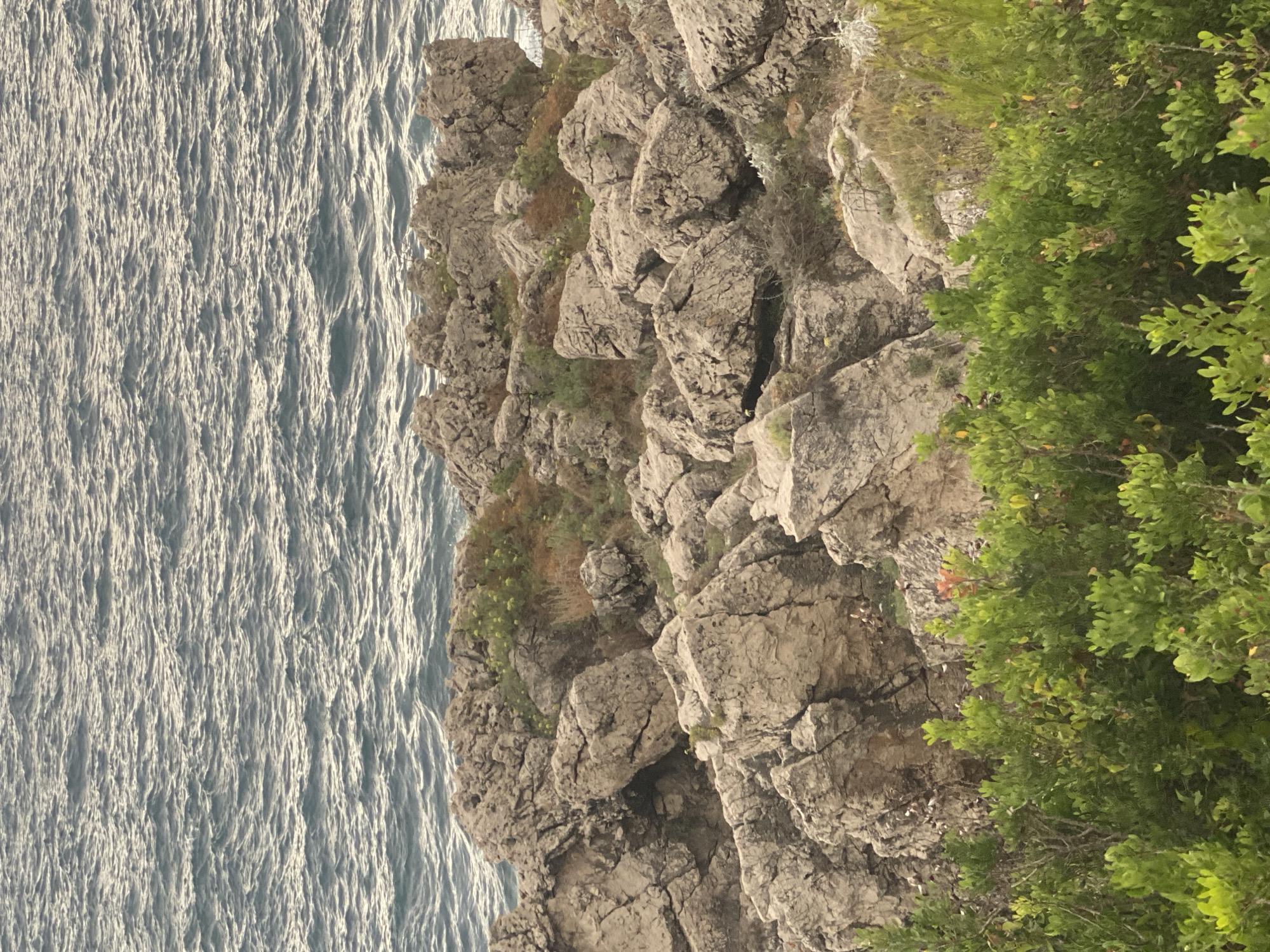 The image depicts a rocky coastline with the sea in the background. The foreground is dominated by dense green vegetation, likely shrubs or bushes. Behind the vegetation, a jumble of large, weathered rocks forms the cliff face, with some smaller plants and dry grasses growing in crevices. The sea is choppy, with visible waves and a slightly overcast sky suggested by the muted light. The scene is devoid of people or any man-made structures, presenting a natural coastal landscape. The location is not specified within the image itself or its context.