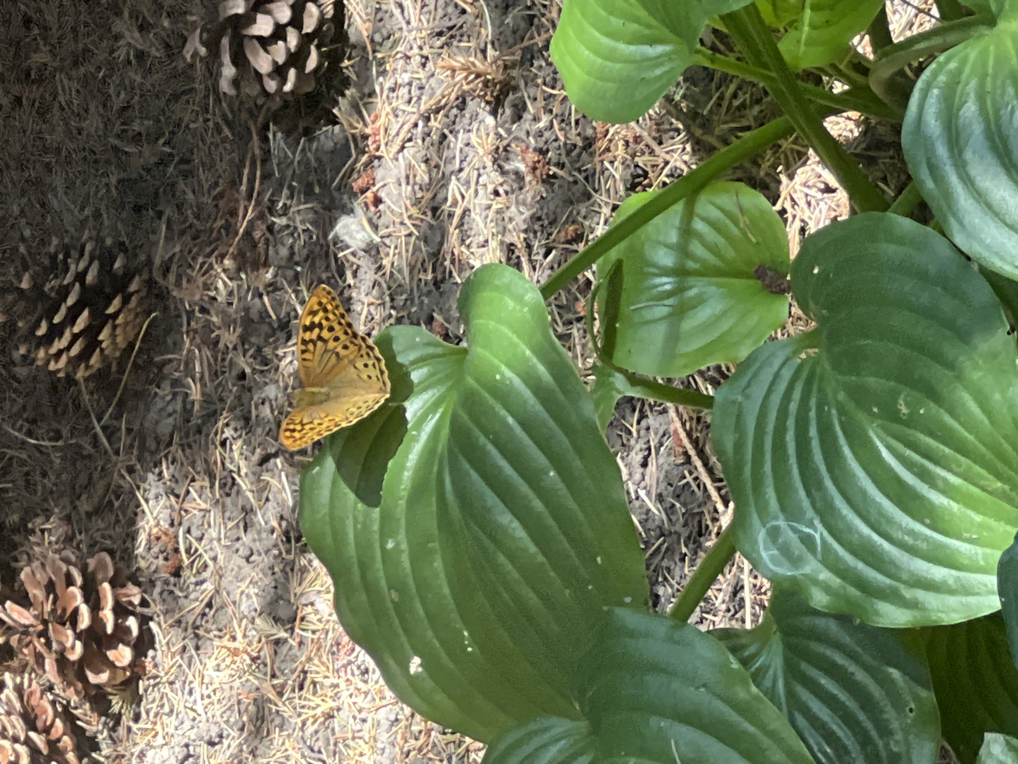 The image shows a close-up view of a butterfly resting on a large, green hosta leaf. The butterfly has orange wings with black markings. In the background, there are pinecones scattered on the ground, which is covered with dry pine needles and dark soil. Sunlight filters through, creating dappled shadows on the leaves and ground. The setting appears to be a natural or garden environment. There are no people or specific landmarks visible that would indicate a location within the city of Fontanka, Ukraine.