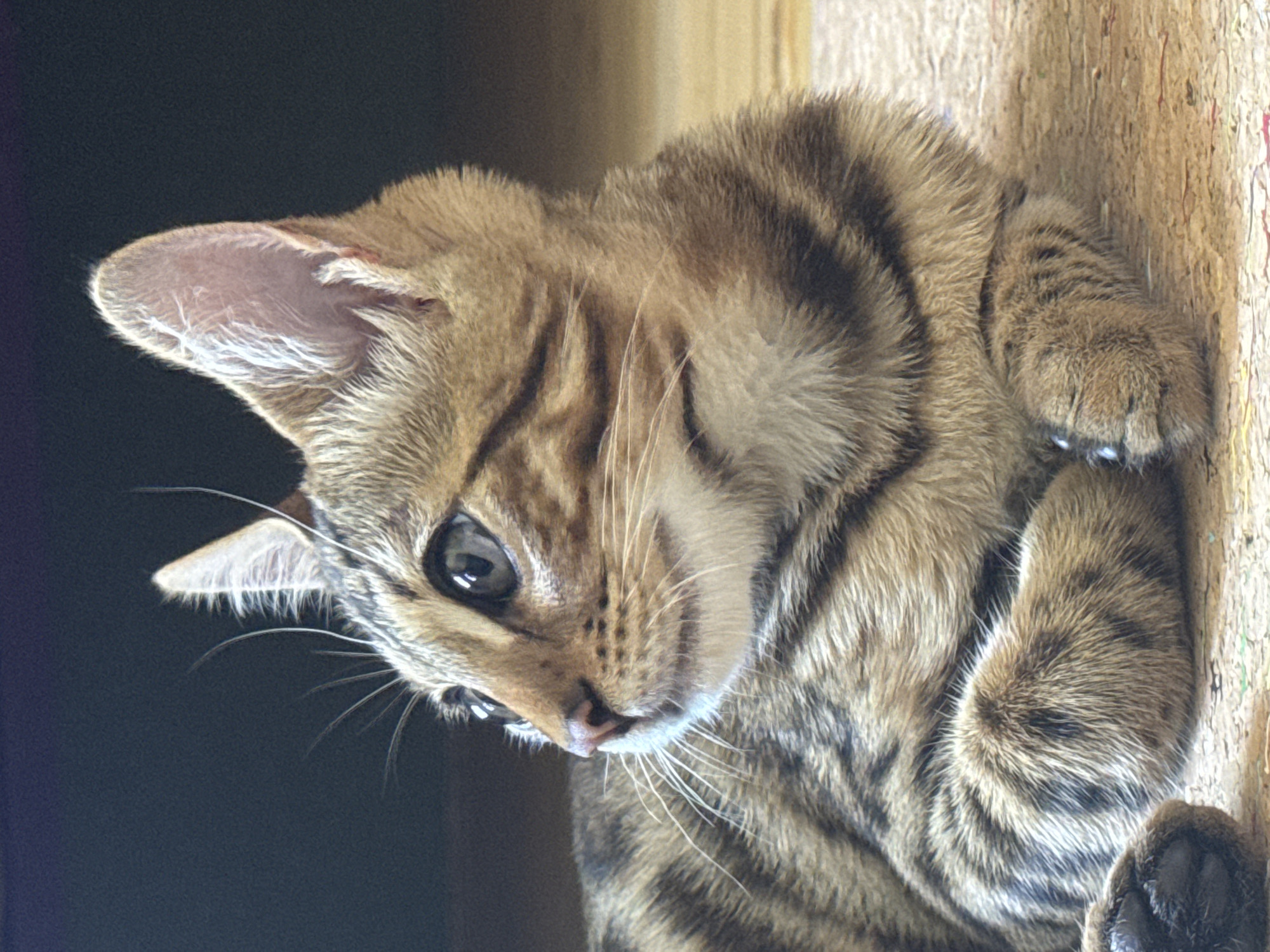 A tabby kitten is lying down on a textured rug. The kitten is facing to the right of the frame, with its head turned slightly towards the viewer. Its fur is a mix of brown, black, and tan stripes. The kitten's ears are pointed upwards, and its eyes are wide and alert. The background is dark and out of focus, with a hint of a wooden floor visible. There are no people or other animals in the image. The image does not contain any information about the city of Rzhev, Russia.