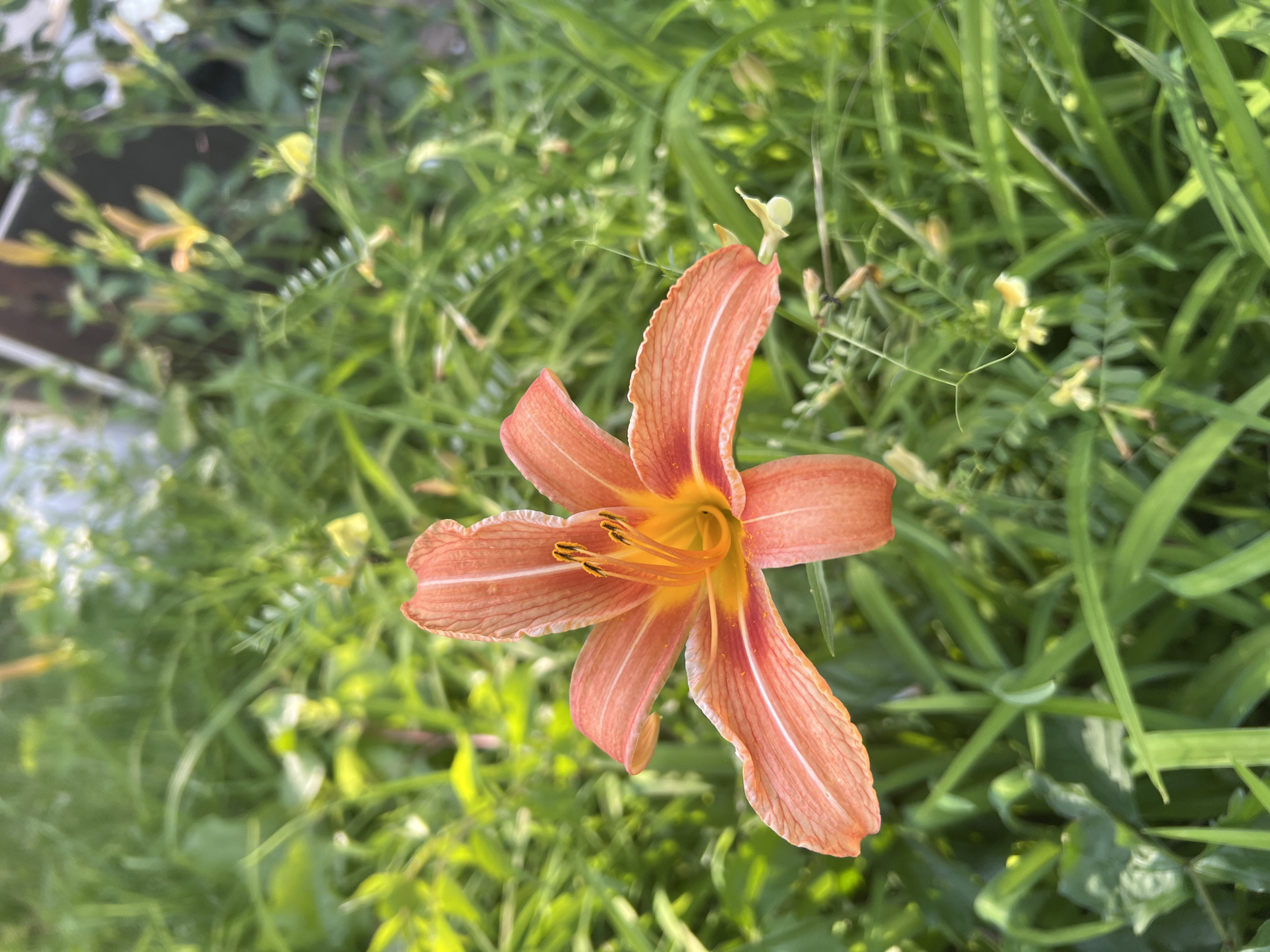 A single, vibrant orange daylily (Hemerocallis fulva) is captured in full bloom, positioned centrally within a dense field of green foliage in Medkovets, Bulgaria. The flower features six prominent orange petals, each displaying lighter longitudinal striations and a ruffled edge, converging into a bright yellow-orange throat. Multiple dark-tipped stamens, coated with yellow pollen, are clustered within the flower's center. The background consists of various out-of-focus green plants, including broad, grass-like leaves and finer textured foliage. Small, pale yellow flowers or buds are discernible in the blurred mid-ground and background, particularly towards the upper right. Natural sunlight illuminates the scene, casting highlights on the flower and some of the surrounding leaves. No people, animals, or specific actions are depicted.