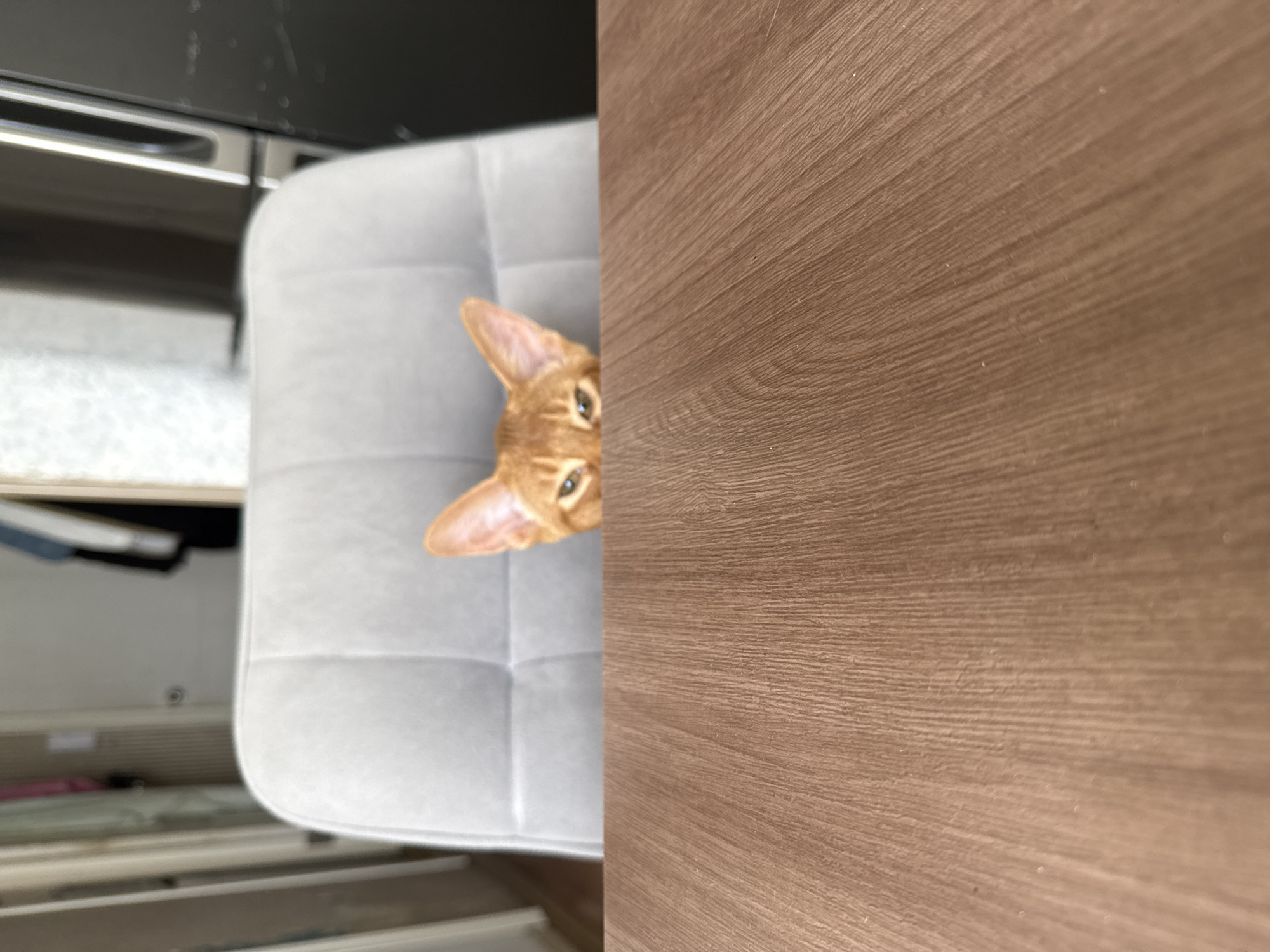 A ginger cat peeks over the edge of a wooden table, its ears alert and eyes wide. The cat is sitting in a grey upholstered chair, which is positioned behind the table. The background of the image is out of focus, but it appears to be an indoor setting, possibly a room in a house or apartment. The lighting is bright, suggesting it is daytime. There is no information in the image that can be used to determine the location in the city of Stary Oskol, Russia.