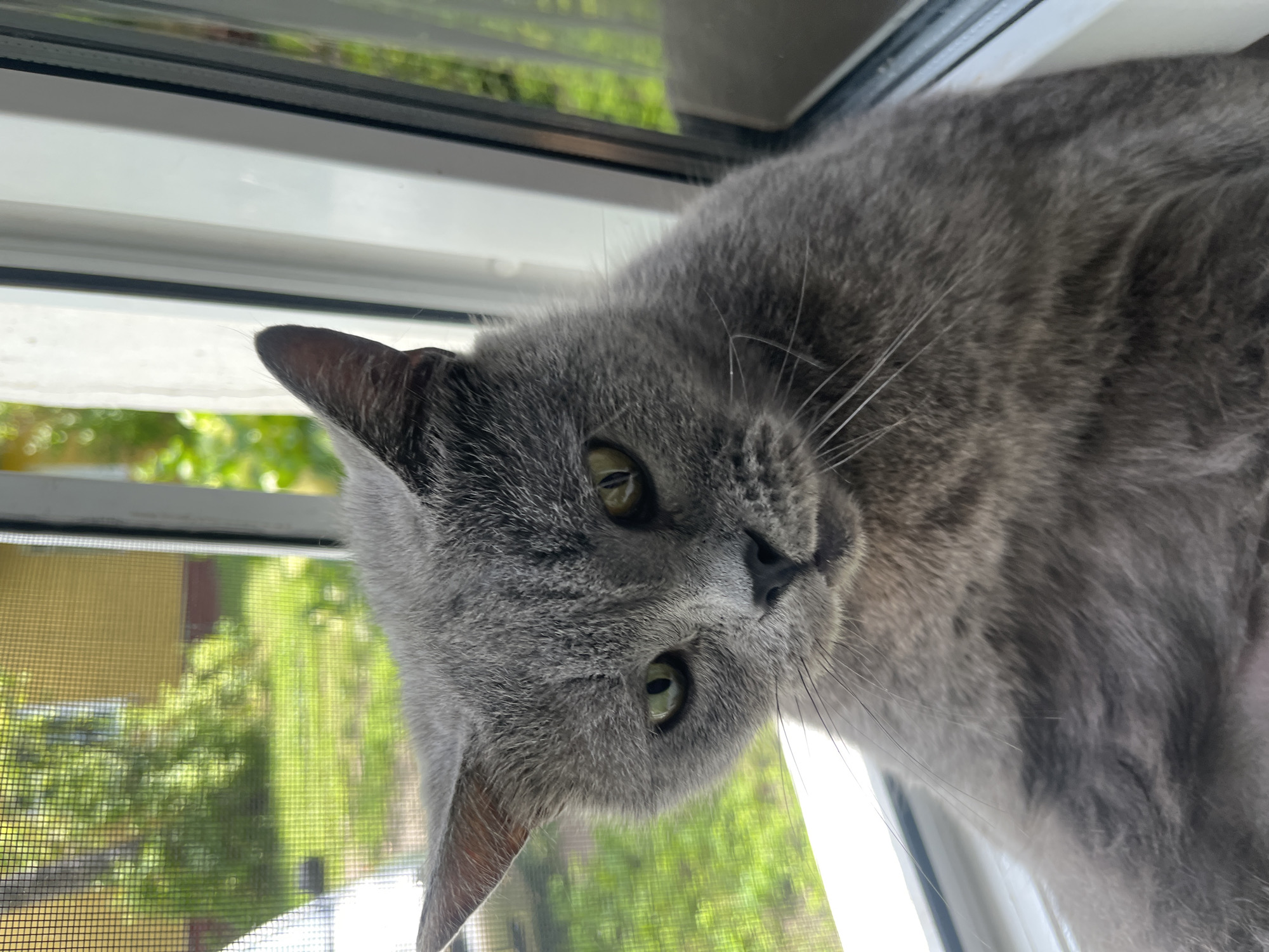 A Russian Blue cat with green eyes sits on a windowsill, looking to the left of the camera. Behind the cat, a window with a screen reveals a blurred background of green grass and a yellow building. The cat's fur is a uniform gray. The scene appears to be indoors, with natural light coming from the window. The location is described as Belyye Berega, Russia.