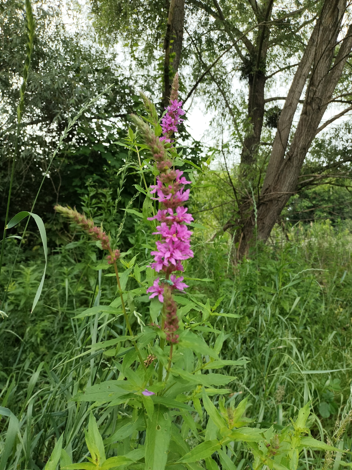 In an outdoor, natural setting, a vibrant purple flower spike, likely a Loosestrife, stands tall in the foreground, its blooms clustered densely along the stem. The flower is surrounded by lush green foliage, including tall grasses and broader leaves, creating a dense, verdant backdrop. In the mid-ground and background, the rough bark of mature trees is visible, with their branches and leaves forming a canopy that filters the daylight. The overall scene suggests a natural, possibly wetland or riverside environment, with an emphasis on the plant life and the dappled light filtering through the trees. There are no people or man-made structures visible in the image.