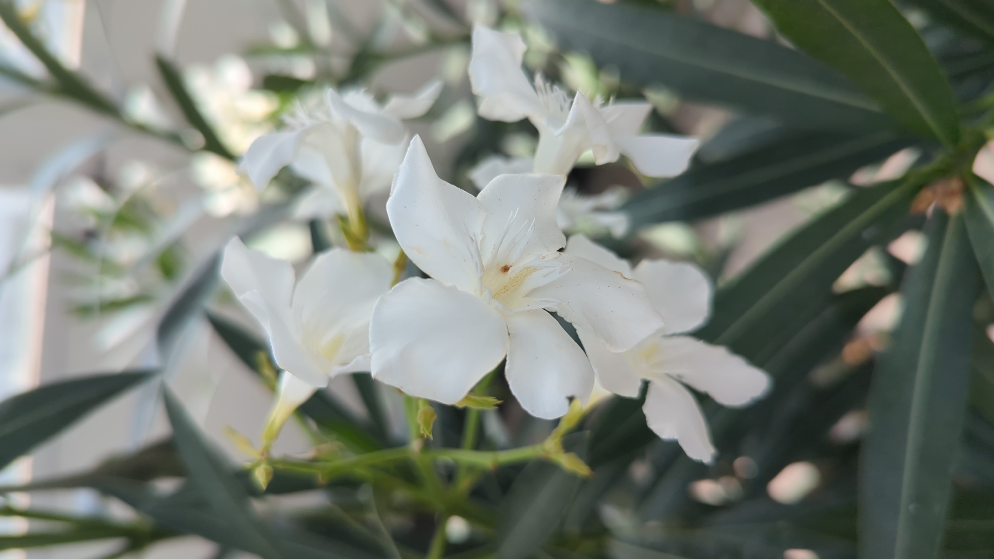 A close-up, vertical shot focuses on several white oleander flowers and their green foliage. The flowers are in various stages of bloom, with some fully open and others still in bud. The petals are delicate and slightly translucent, with visible stamens in the center of the open blooms. The leaves are long, narrow, and a deep, glossy green. The background is blurred, suggesting a natural outdoor setting, with hints of sunlight filtering through. The image is sharpest on the foremost flower, highlighting its intricate details. The origin of this image is not specified and cannot be determined from the provided information; therefore, its location in Laval, Canada, cannot be confirmed.