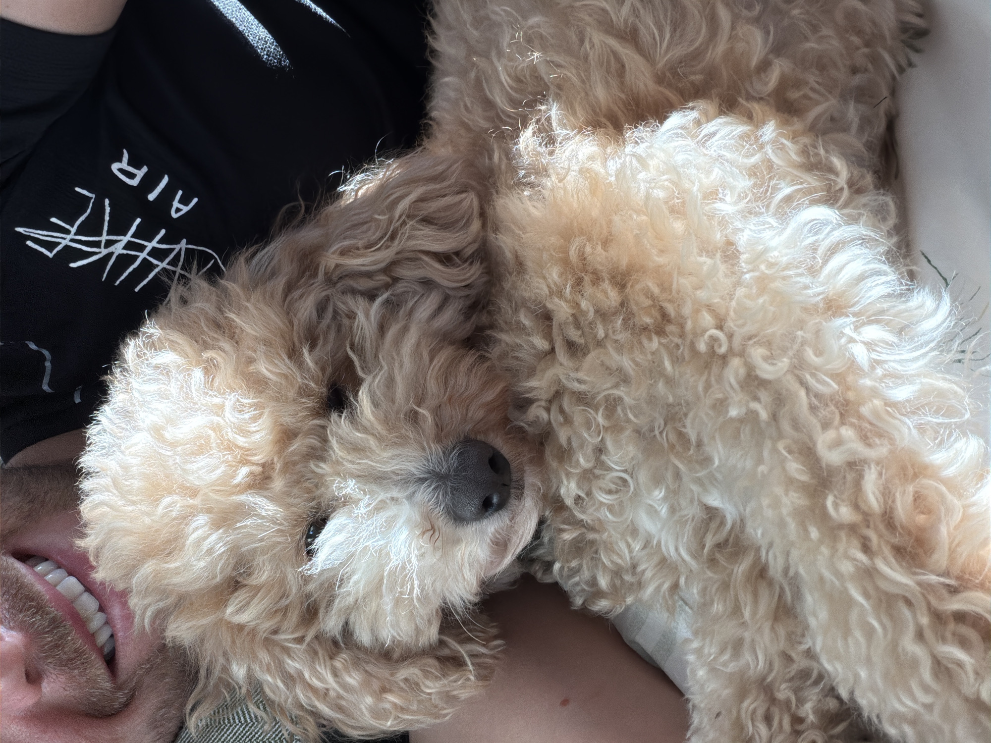 A close-up shot shows a tan poodle resting against a person. The person's face is visible on the lower left, showing a smile and a trimmed beard. The poodle's head and upper body take up most of the frame, with its nose pointed towards the camera. A black t-shirt with white "AIR" text and a graphic design is visible behind the dog. The background includes a white surface, likely a bed or couch. The location and city cannot be determined from the image.