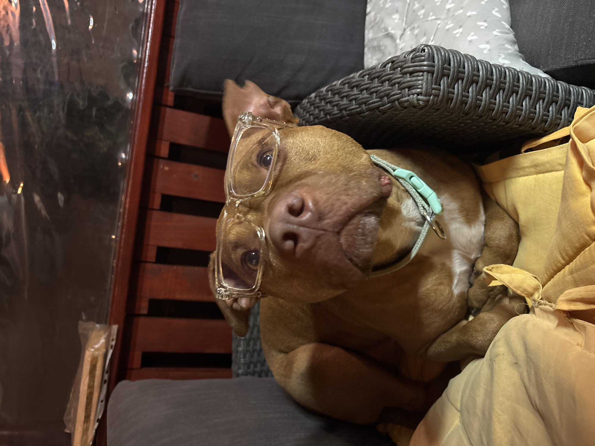 A brown pit bull dog is pictured wearing clear-framed eyeglasses. The dog has a light blue collar and is lying on an outdoor sofa with gray cushions and a gray wicker side table. The background includes a clear vinyl enclosure and a wooden structure. The location and city are not evident in the image.