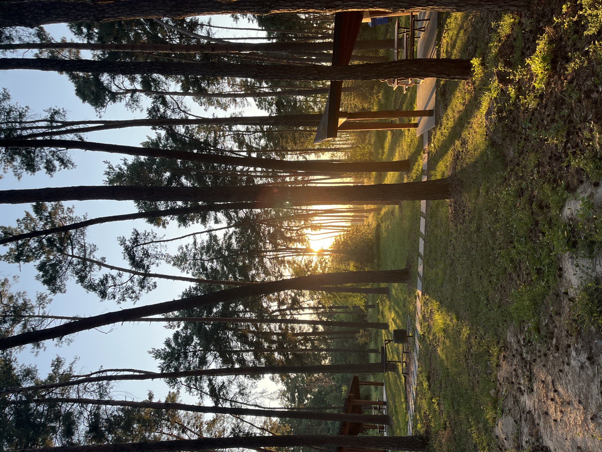 This media file depicts a sun-drenched forest scene in Lohvyn, Ukraine. The image is oriented vertically, showcasing tall pine trees that create a canopy overhead. The sun is setting, casting long shadows and bathing the scene in warm, golden light.
The forest floor is covered with grass, pine needles, and scattered pinecones. A paved pathway, possibly a walking trail, is visible running through the trees, with several picnic tables and shelters alongside it. The presence of these amenities suggests the area is a recreational space, perhaps a park or campground.
The time of day is clearly late afternoon or early evening, given the low angle of the sun and the intense, warm light. The weather appears to be clear and pleasant, with no visible signs of rain or clouds. The overall mood is serene and tranquil, evoking a sense of peace and natural beauty.
There are no people visible in the image, nor is there any visible text. The focus is entirely on the natural landscape and the subtle human elements within it. The lush green of the grass contrasts with the darker trunks of the trees and the bright sunlight. The perspective looking up through the trees adds to the feeling of immersion in nature.