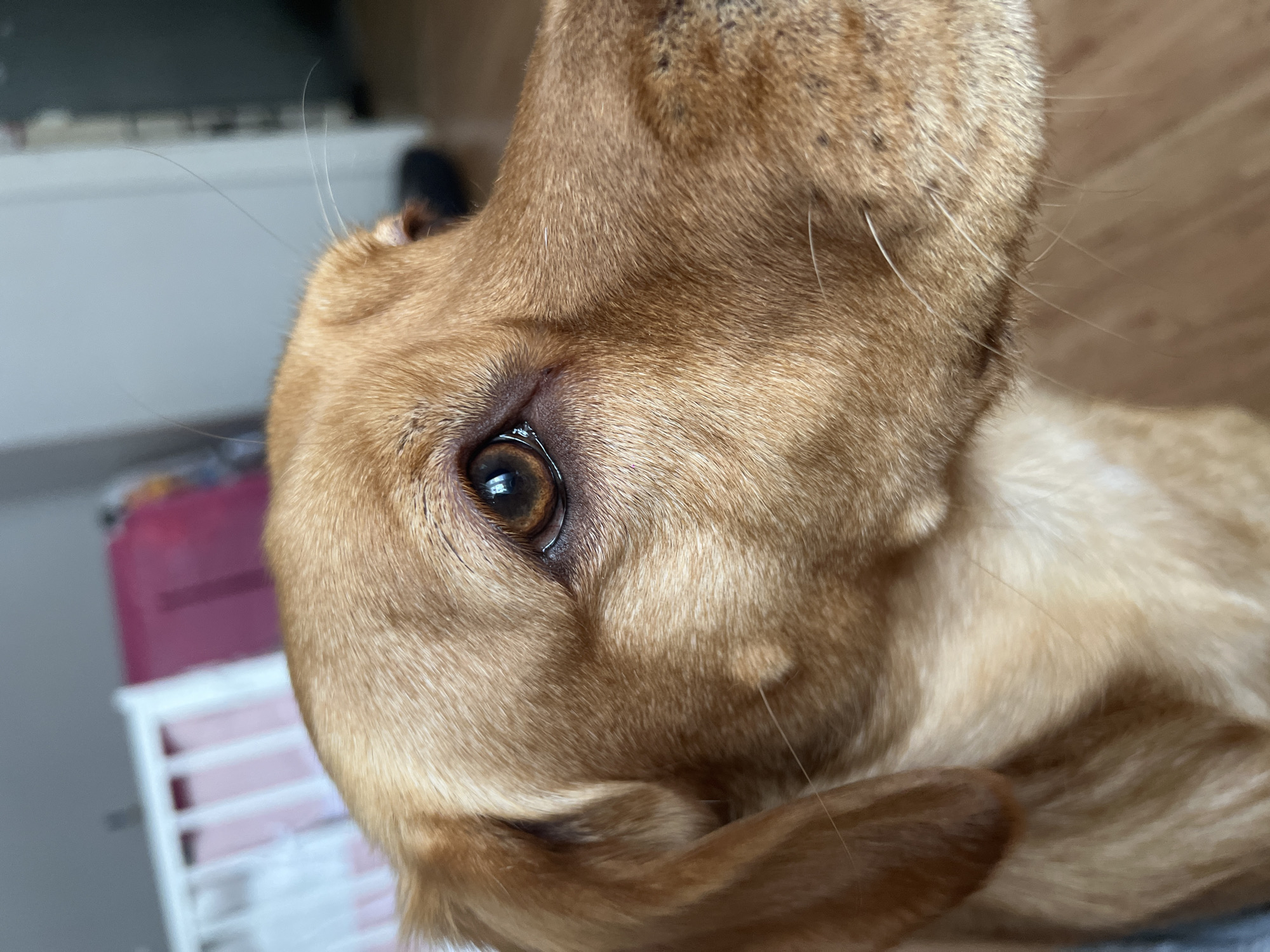 A close-up photograph depicts the head and eye of a dog with light brown fur. The eye is dark brown with reflections of light. The dog's fur is smooth and short, with subtle variations in tone. The background is indistinct but includes a white object with a pink element. There is no information about Chaikovsky, Russia.