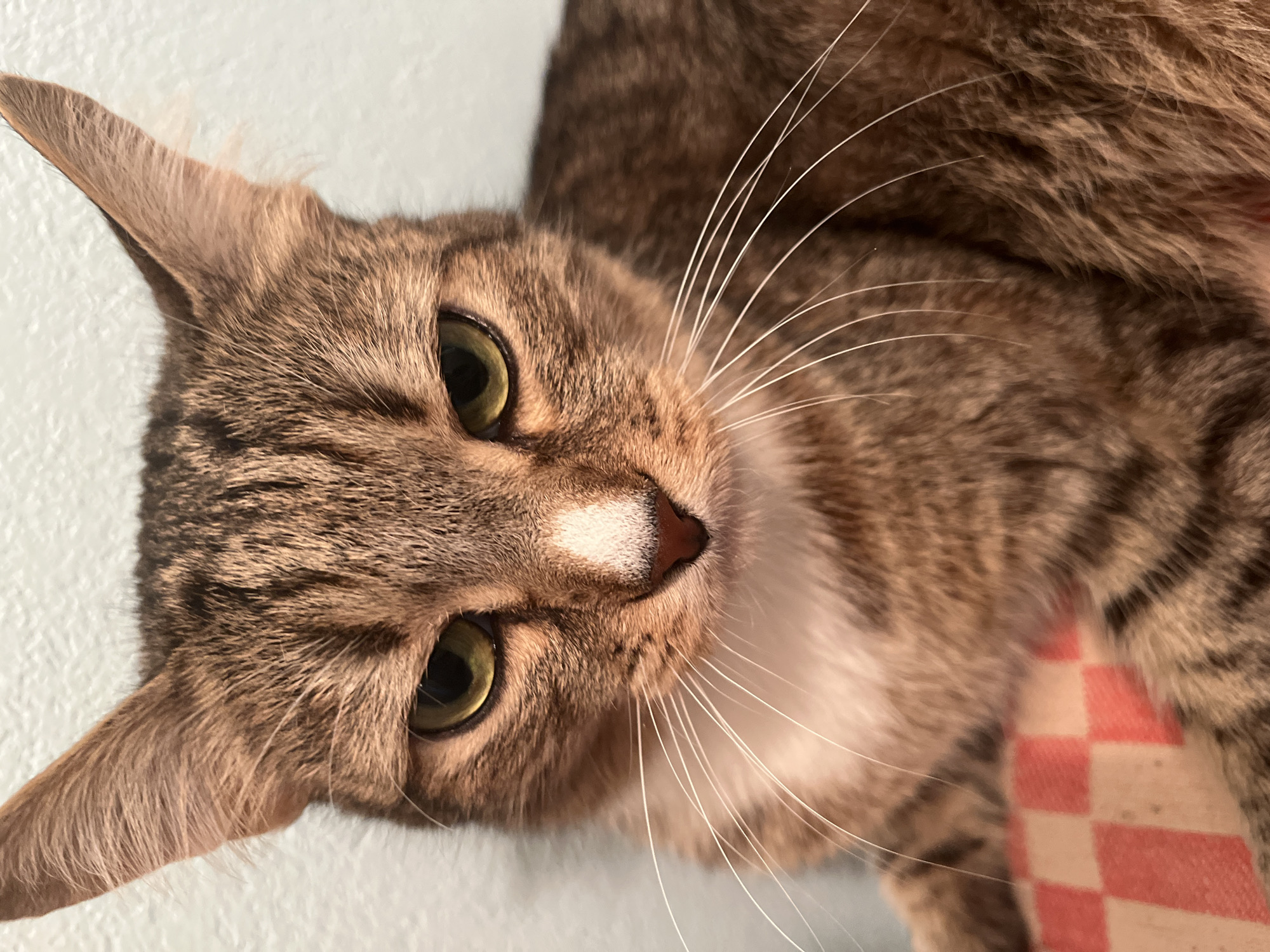 A close-up of a tabby cat's face with green eyes, a white patch on its nose, and long white whiskers. It is lying on a surface with a red and white checkered pattern, possibly a blanket. The background is a light blue or grey color, possibly a wall. The image does not show Izhevsk, Russia.