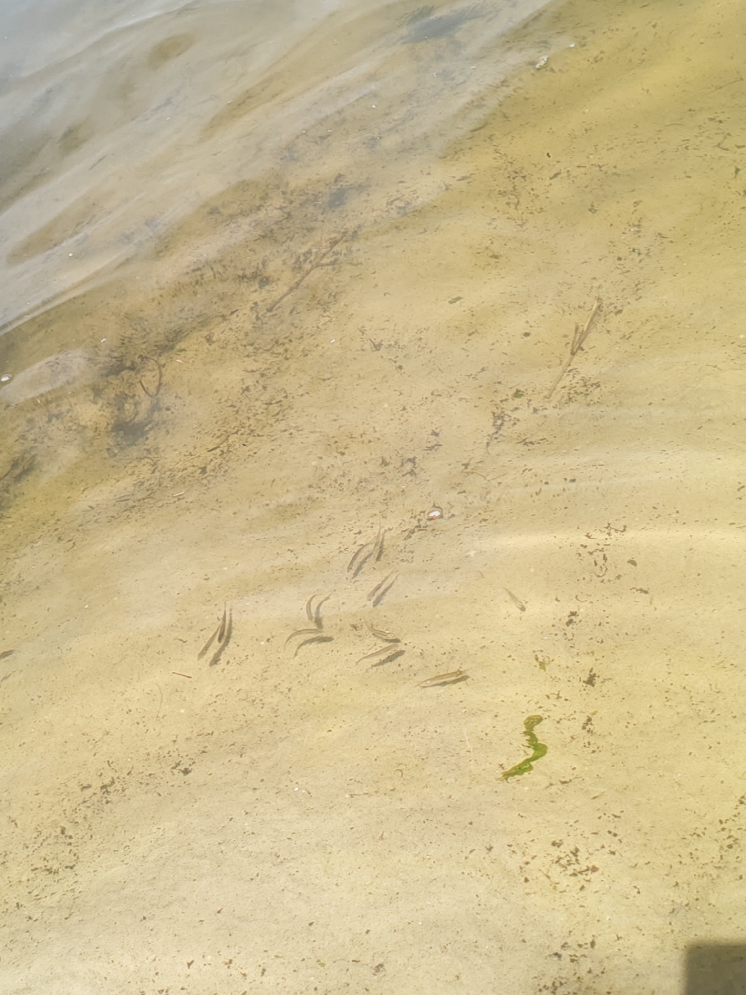 The image shows a school of small fish swimming in shallow, sandy water. The water is clear enough to see the sandy bottom, which is littered with small debris such as twigs and dark particles. Several fish, appearing to be minnows or similar small species, are visible in a cluster towards the center and right side of the frame. The water surface shows ripples, indicating movement. The overall scene depicts a natural aquatic environment. The location is specified as Krutinskii, Russia, suggesting this is a body of water within or near that region. There are no people visible in the image, and the focus is solely on the aquatic life and the underwater environment.