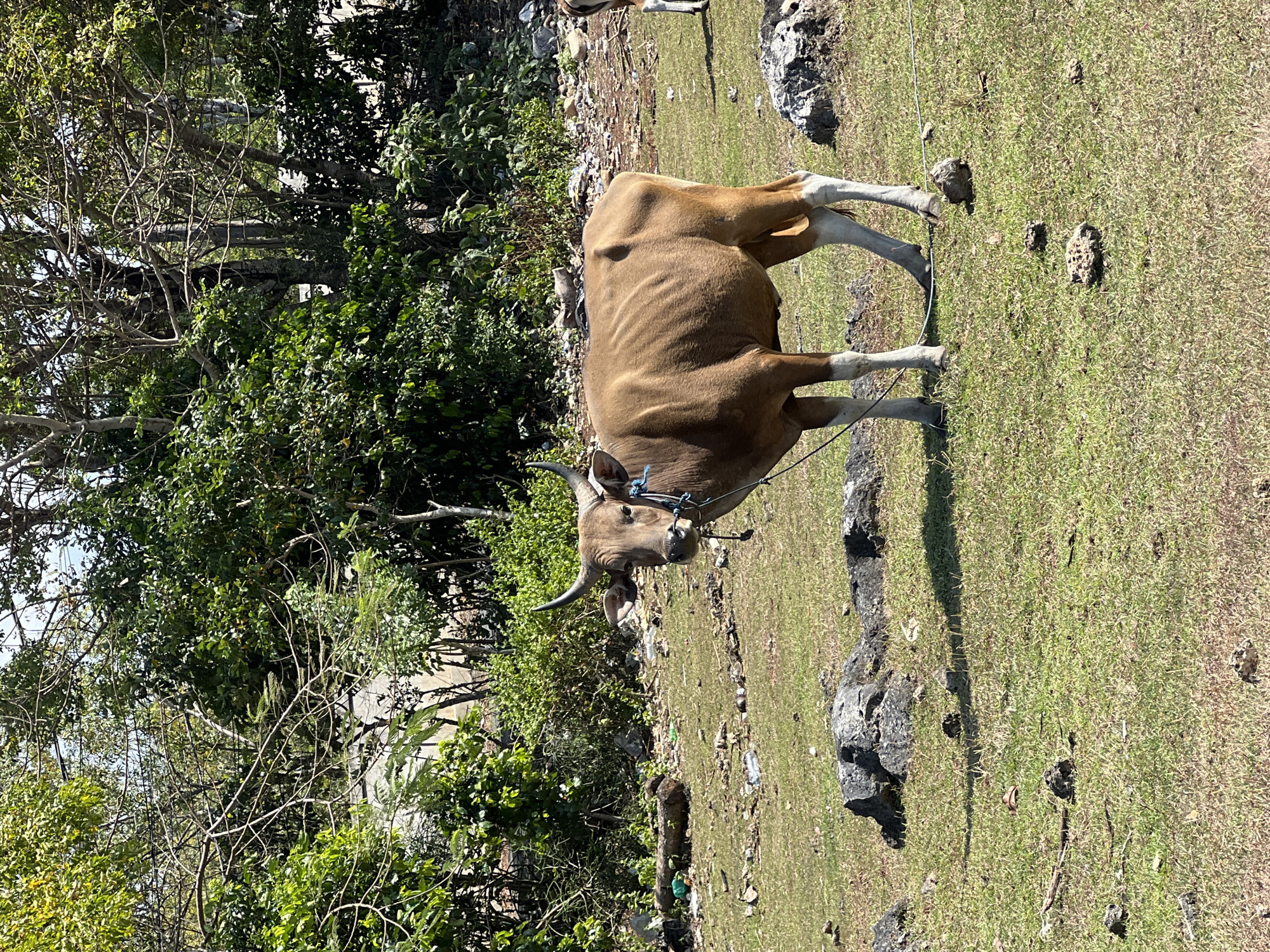 A brown ox, likely a Bali cattle or Banteng, stands prominently in a sunlit, grassy area. The animal has a robust build, reddish-brown fur, distinct white markings on its lower legs and hindquarters, and prominent, curved horns. A blue halter or rope is visible around its head, suggesting it is tethered.
The ground is covered in short, patchy green grass, interspersed with dark rocks and areas of bare soil. To the animal's left and in the background, a dense growth of various trees and bushes creates a lush green backdrop, with some visible bare branches and dry foliage. Through the trees, glimpses of a distant, possibly man-made, grey structure can be seen.
The bright sunshine indicates it is daytime, casting clear shadows from the ox and the rocks onto the grass. Scattered litter, including plastic bottles and other debris, is visible on the ground near the bushes, suggesting a human presence in the area. A portion of another animal, possibly another cow, can be seen in the upper right background. No people or visible text are present in the image. The scene depicts a rural or semi-rural landscape, possibly in Kuta Selatan, Indonesia, given the type of cattle and vegetation.