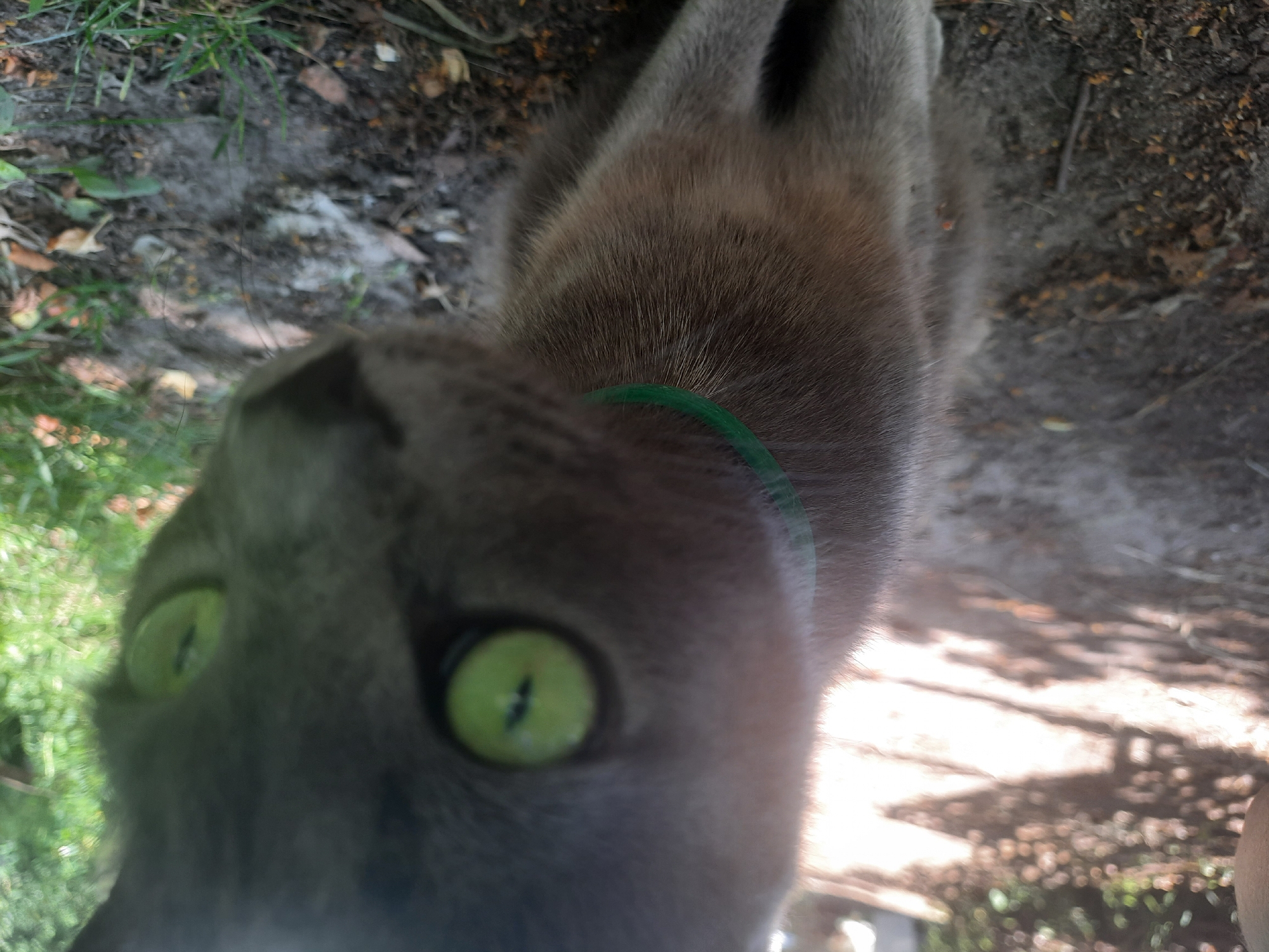 A close-up, slightly out-of-focus shot shows a grey cat with bright green eyes looking directly at the camera. The cat is wearing a thin, green collar. The background is blurred, with hints of green foliage and dappled sunlight on the ground, suggesting an outdoor setting. The ground appears to be a mix of dirt and dried leaves. There are no people or buildings visible in the frame. The image is likely taken in Liubakhy, Ukraine, given the location provided.