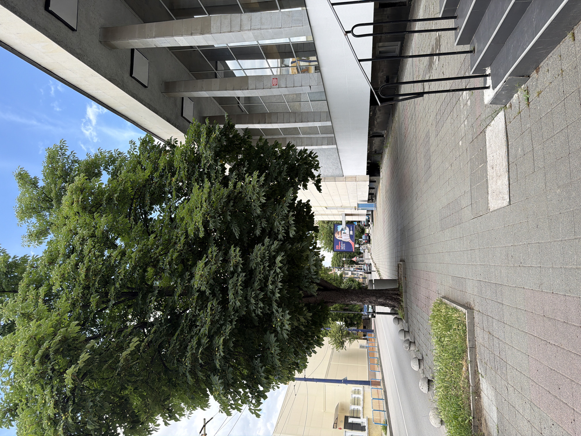 The image depicts an outdoor scene in the city of Pazardzhik, Bulgaria. A large tree with dense green foliage is situated on the left side of the frame, partially obscuring a modern building with a facade of light-colored stone blocks and large glass windows. A sidewalk made of gray paving stones runs along the side of the building, leading towards a set of dark stairs with black railings. In the background, a street is visible with parked cars and a few pedestrians. The sky is blue with scattered white clouds. The scene appears to be a public area in the city, likely a street or square adjacent to a significant building.
