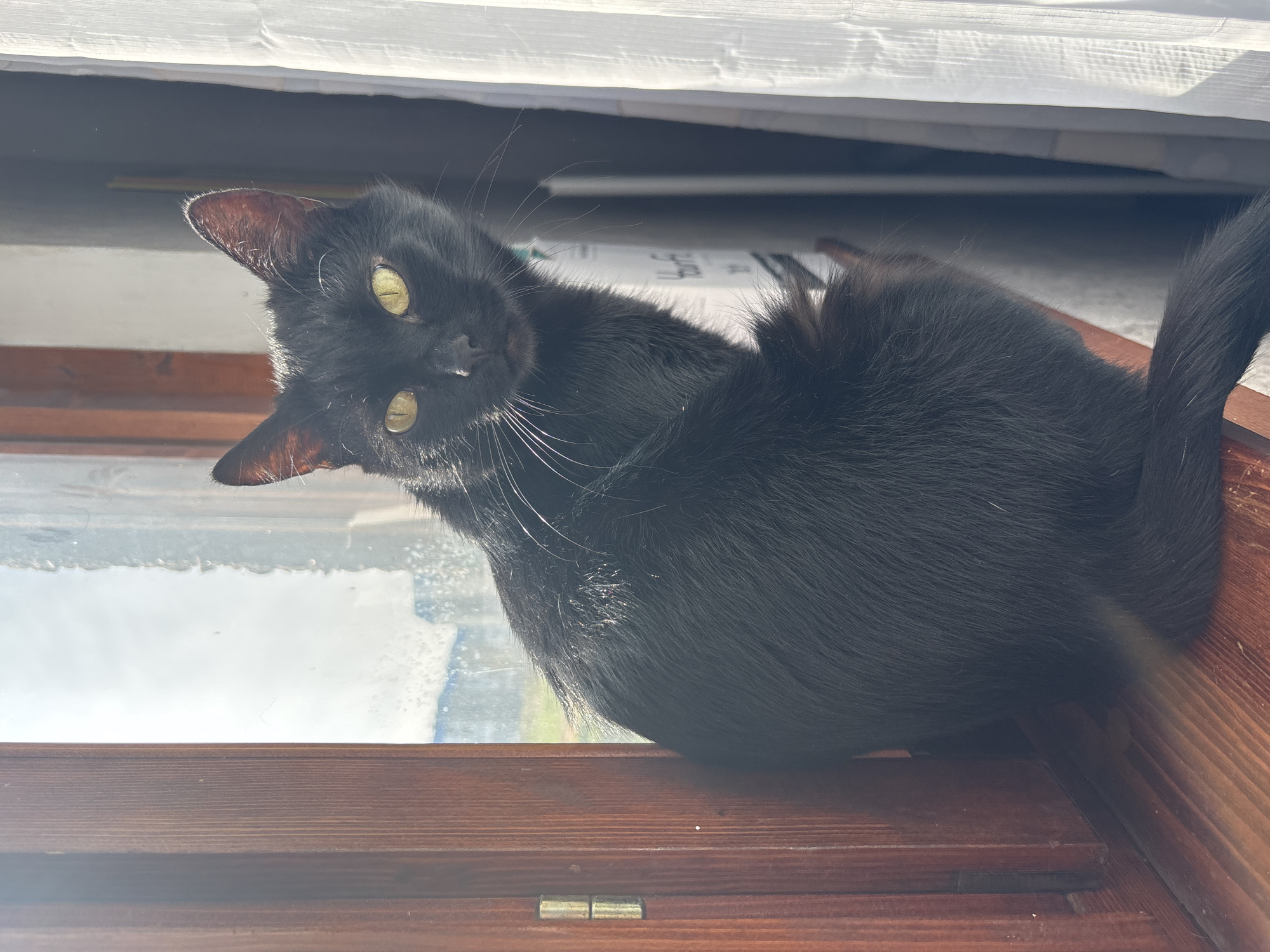A black cat with bright, striking yellow-green eyes looks directly at the viewer, its head tilted inquisitively. The cat is positioned indoors, resting or sitting on a dark brown wooden window sill or frame, with strong sunlight illuminating its face and fur from the side. The light highlights the cat's sleek black fur, prominent white whiskers, and the reddish-brown inner details of its ears.
Behind the cat, a window reveals a bright, hazy outdoor scene, suggesting clear skies and possibly a distant landscape or buildings, though details are indistinct due to the glare. Above the window, a white curtain or blind is partially visible, diffusing the sunlight. The wooden surface below the cat exhibits a distinct grain and texture. Near the bottom right, a small metal hinge is visible on the wooden sill. Faint, unreadable text or markings appear on an object in the blurred background behind the cat's body. The time of day appears to be sunny daylight, filling the scene with natural light. The cat's expression conveys curiosity and attentiveness in a domestic setting.